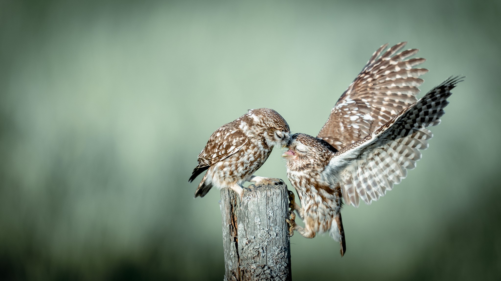 Happiness / Geluk. Perched atop a weathered fence post, a pair of Little Owls (Athene noctua) share an intimate moment of connection. The composition captures a perfect balance between stillness and motion; one owl stands poised while its partner clings to the wood, wings majestically splayed to reveal intricate plumage patterns. Their beaks meet in a tender greeting, highlighting the strong social bonds of this charismatic species. Set against a soft, diffused green background, the image isolates the subjects, emphasizing the rich textures of the lichen-covered wood and the delicate softness of their feathers. This fleeting interaction offers a beautiful glimpse into the affectionate lives of these small rural predators.