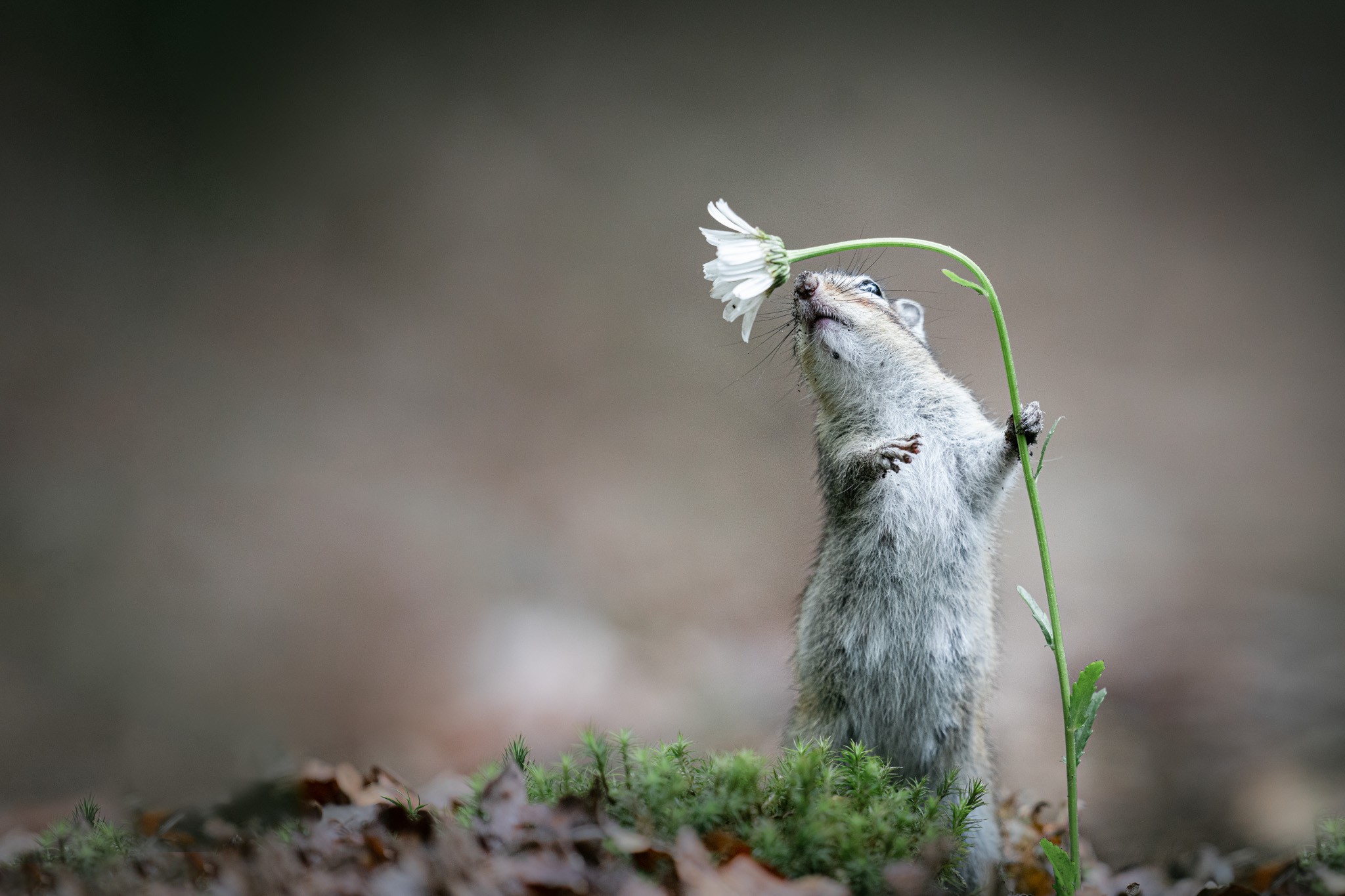 Curious Little Guy. Siberian ground squirrel curiously smells a flower.