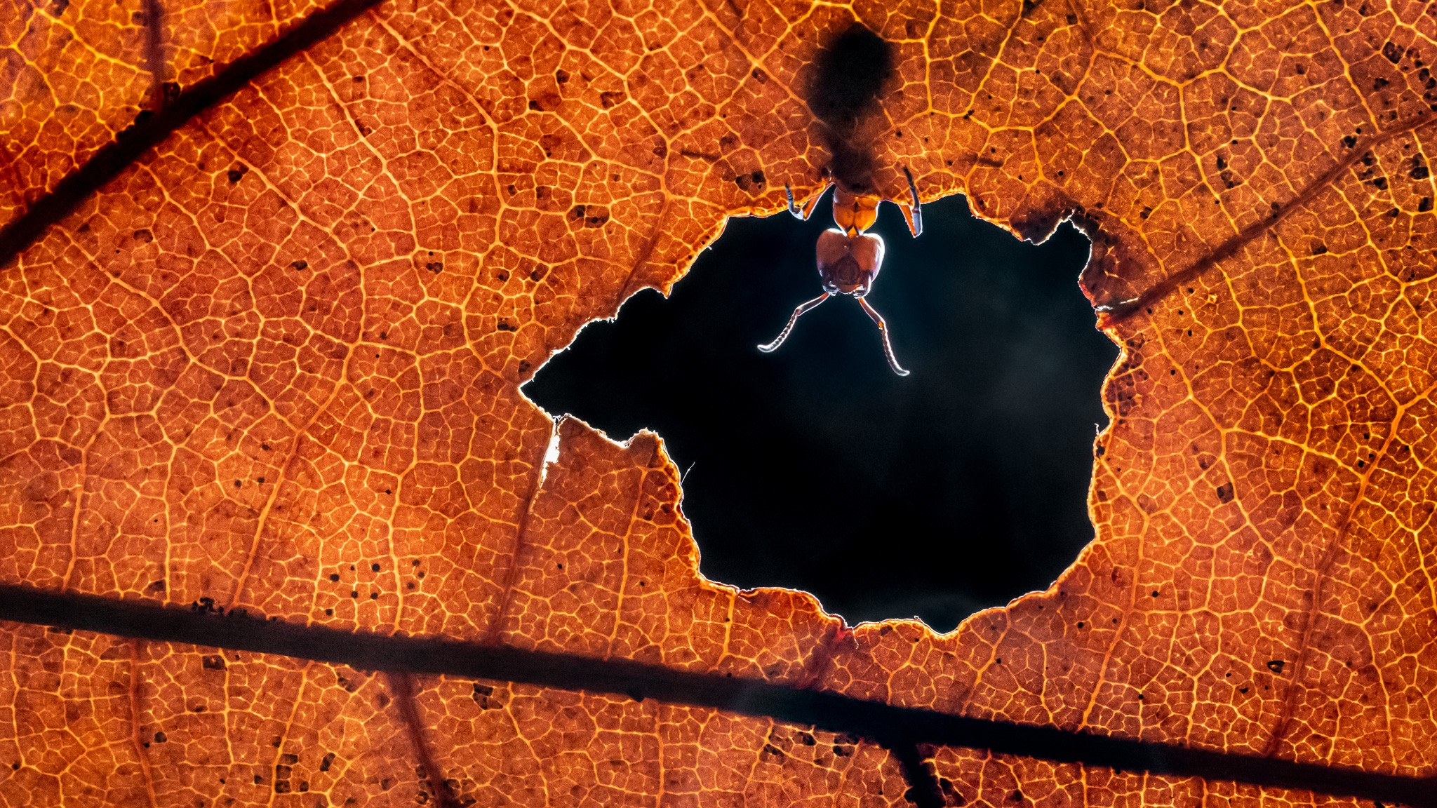 Hello World! / Bugs Life. This images shows the happy life of a Red Ant, looking down to us. The photo was taken in a dark forrest nearby in The Netherlands last autumn. I like the tones of this autumn leaf. So warm. It was hard to take this image because of the fast moving Ant, but with a little help of a flashlight I was able to freeze the motion.