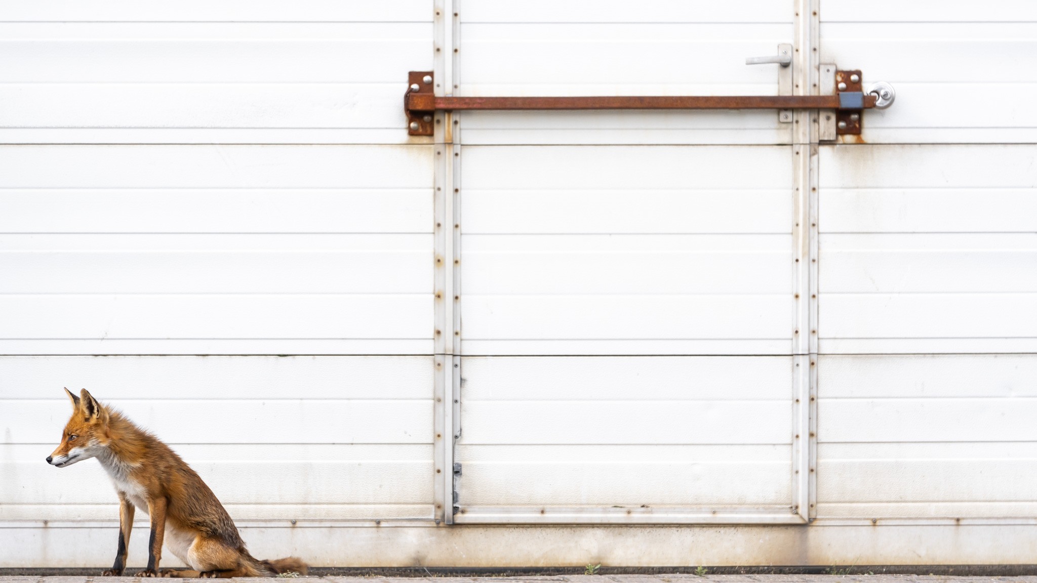 Urban Fox. A Fox in an industrial area in the Netherlands.