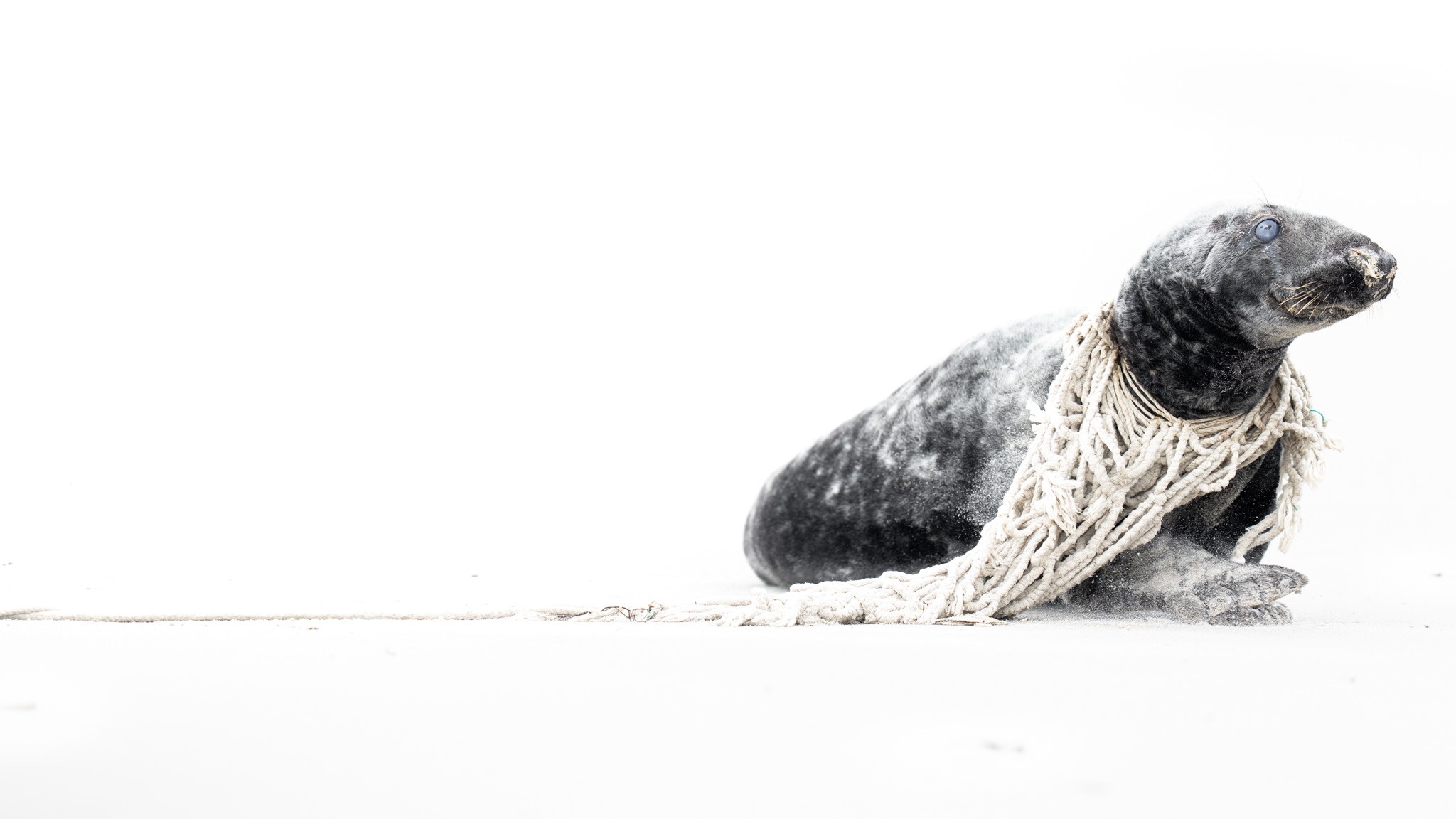 Stuck in Life. This photo of a seal, taken on the island of Dune, touches me. The animal seems to have cataracts and has also become entangled in a fishing net. Literally Stuck in Life. Yet it is as if the creature has a smile on his face and he seemed used to the net. This contrast really appealed to me. Taking the photo in high-key allowed me to approach this contrast even more.