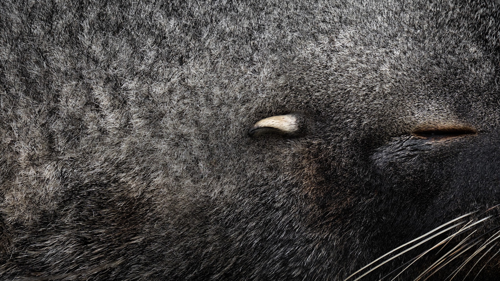 Ears and Eyes in a Forest. In this close-up, a fur seal's eye and ear take center stage, drawing attention to the intricate details of its dark, textured coat. The captivating image offers a rare glimpse into the mesmerizing world of this elusive marine creature.
