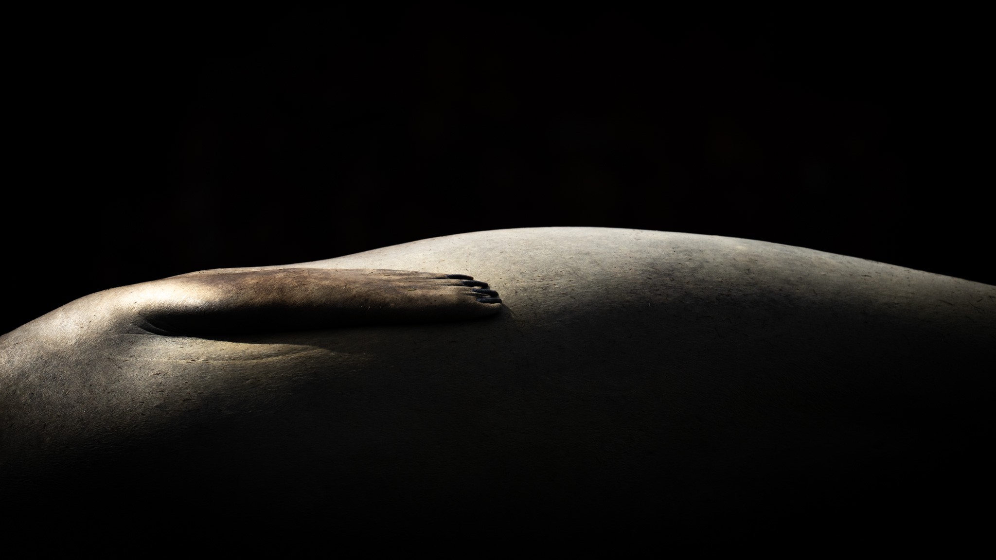 Over the Moon / Outer Space. Not the earth from outer space, but the swirling body of an Elephant Seal. Photographed on the beach in South Georgia.