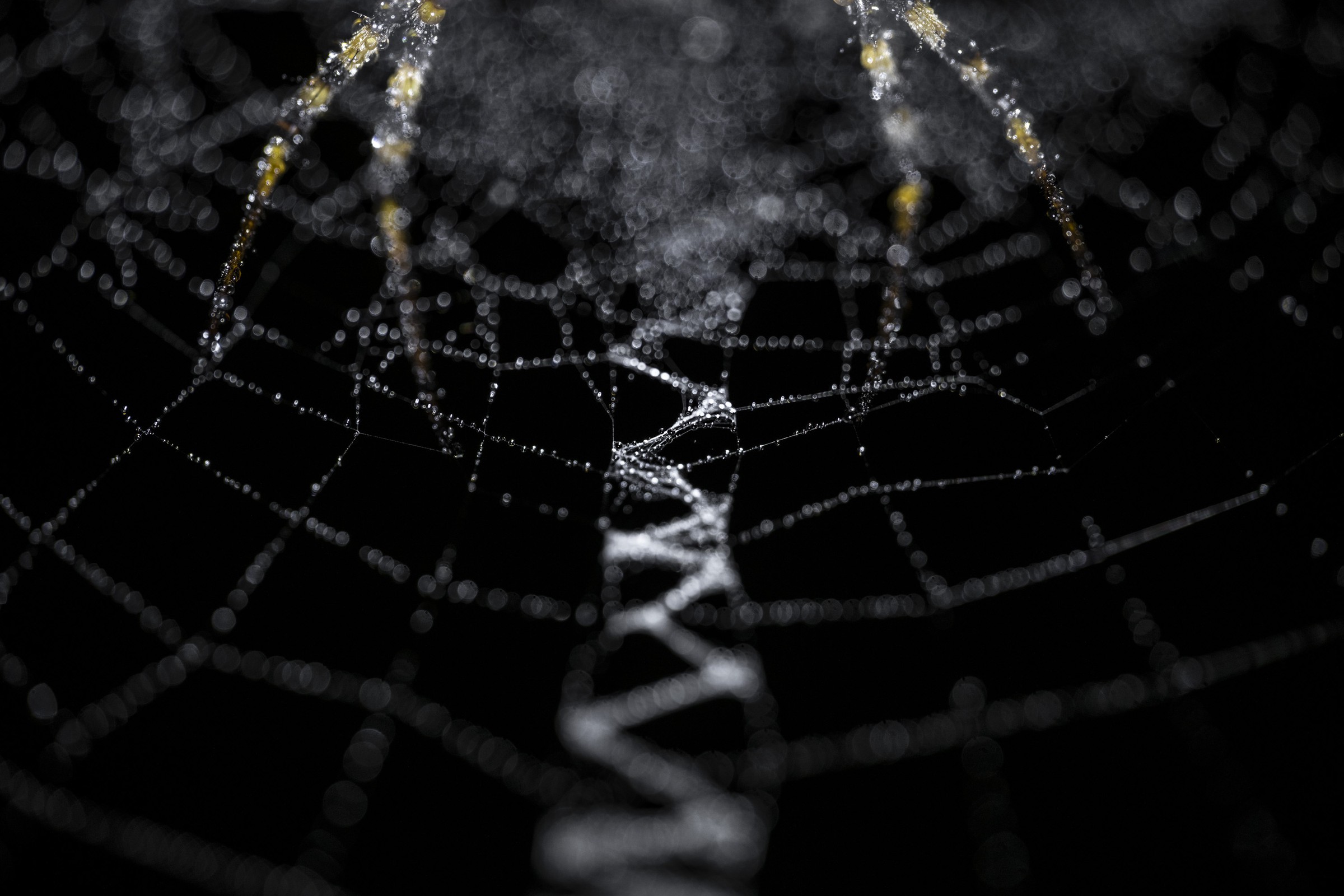 Award-winning fine-art nature photograph by Alex Pansier — Portfolio Runner-up · Lowland Photo Contest · 2023.