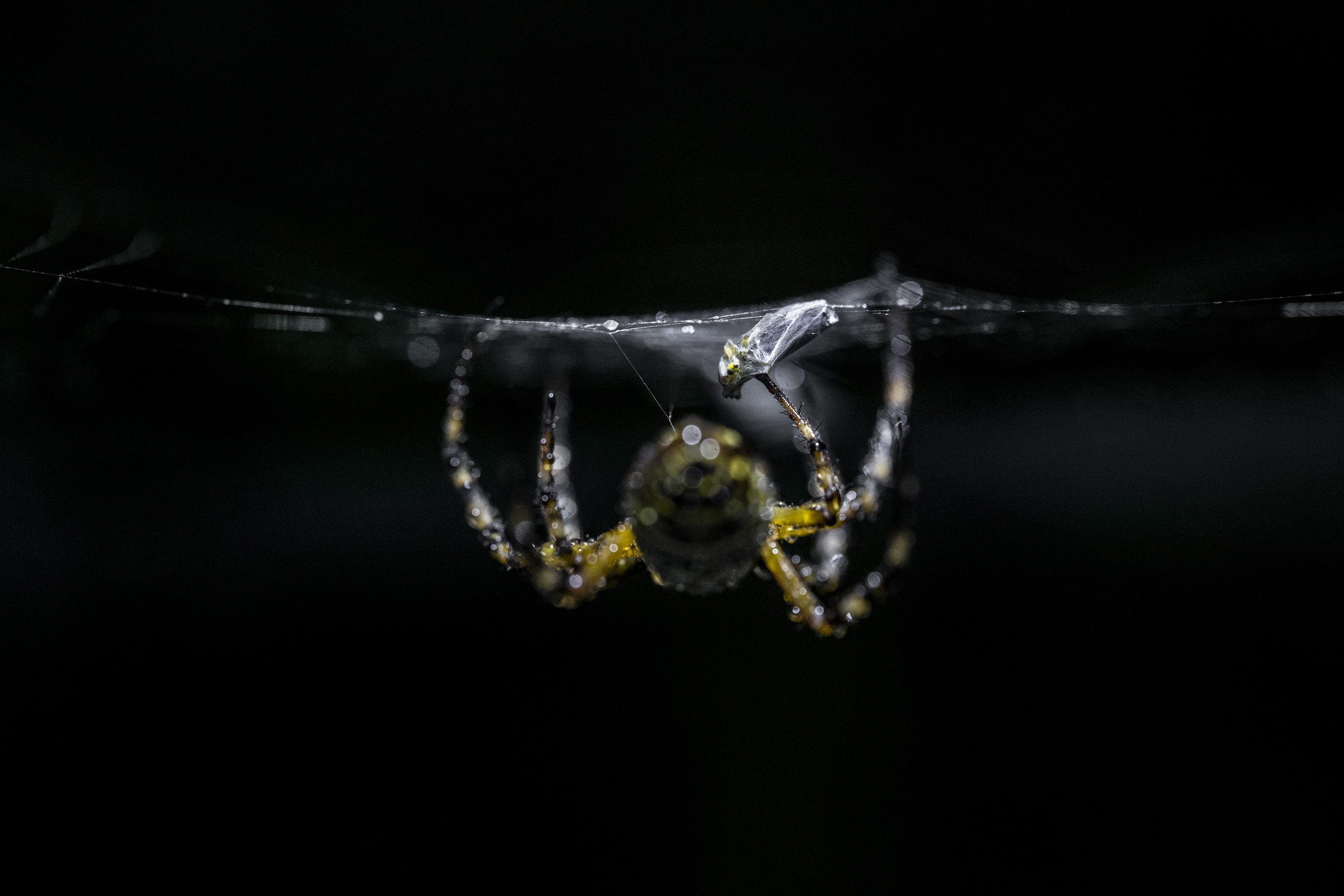 Award-winning fine-art nature photograph by Alex Pansier — Portfolio Runner-up · Lowland Photo Contest · 2023.