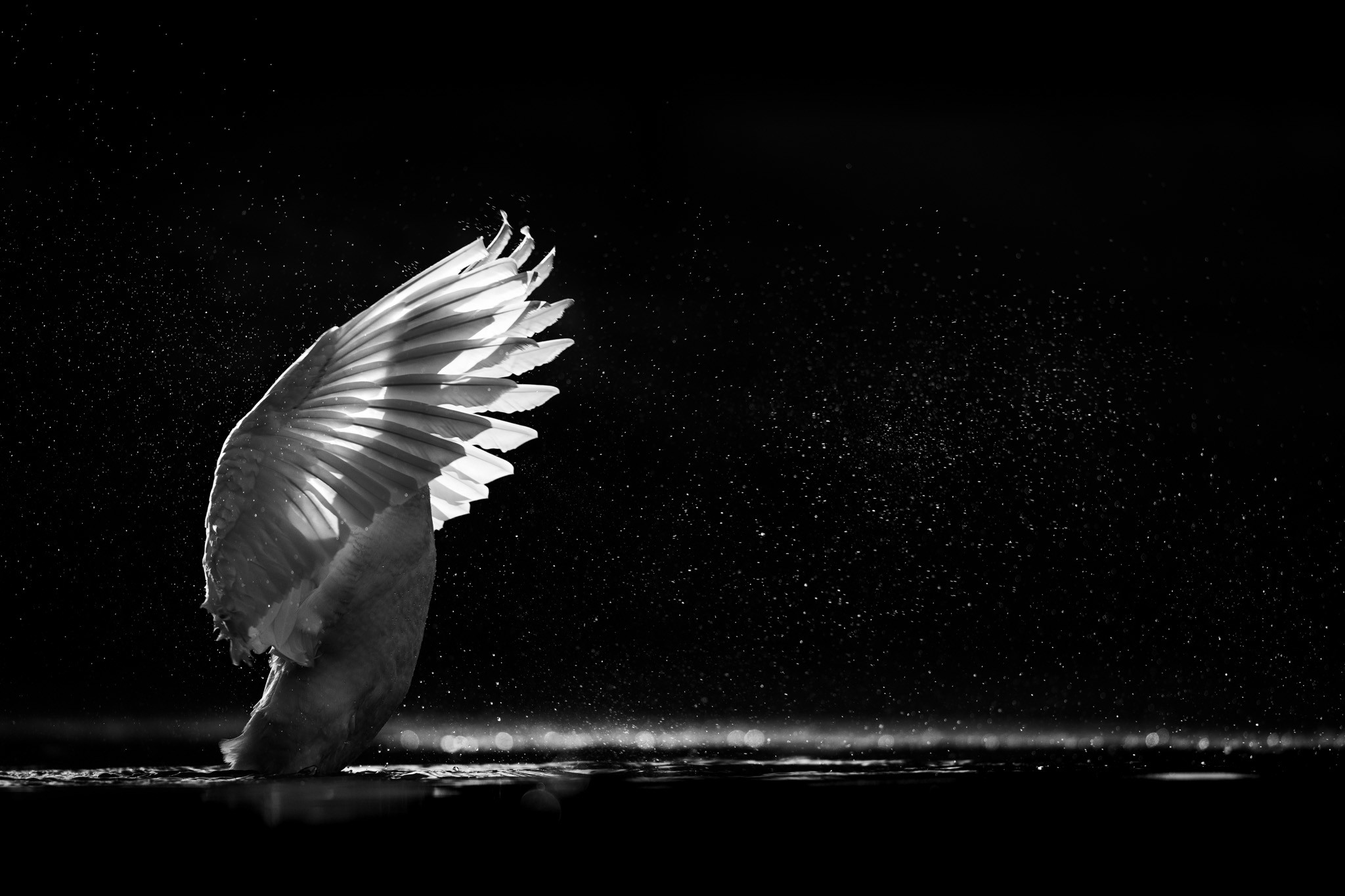 Glassy Goose. A goose in backlight, where you can see its head through the wings, as it flaps its wings and the water drops fly around.