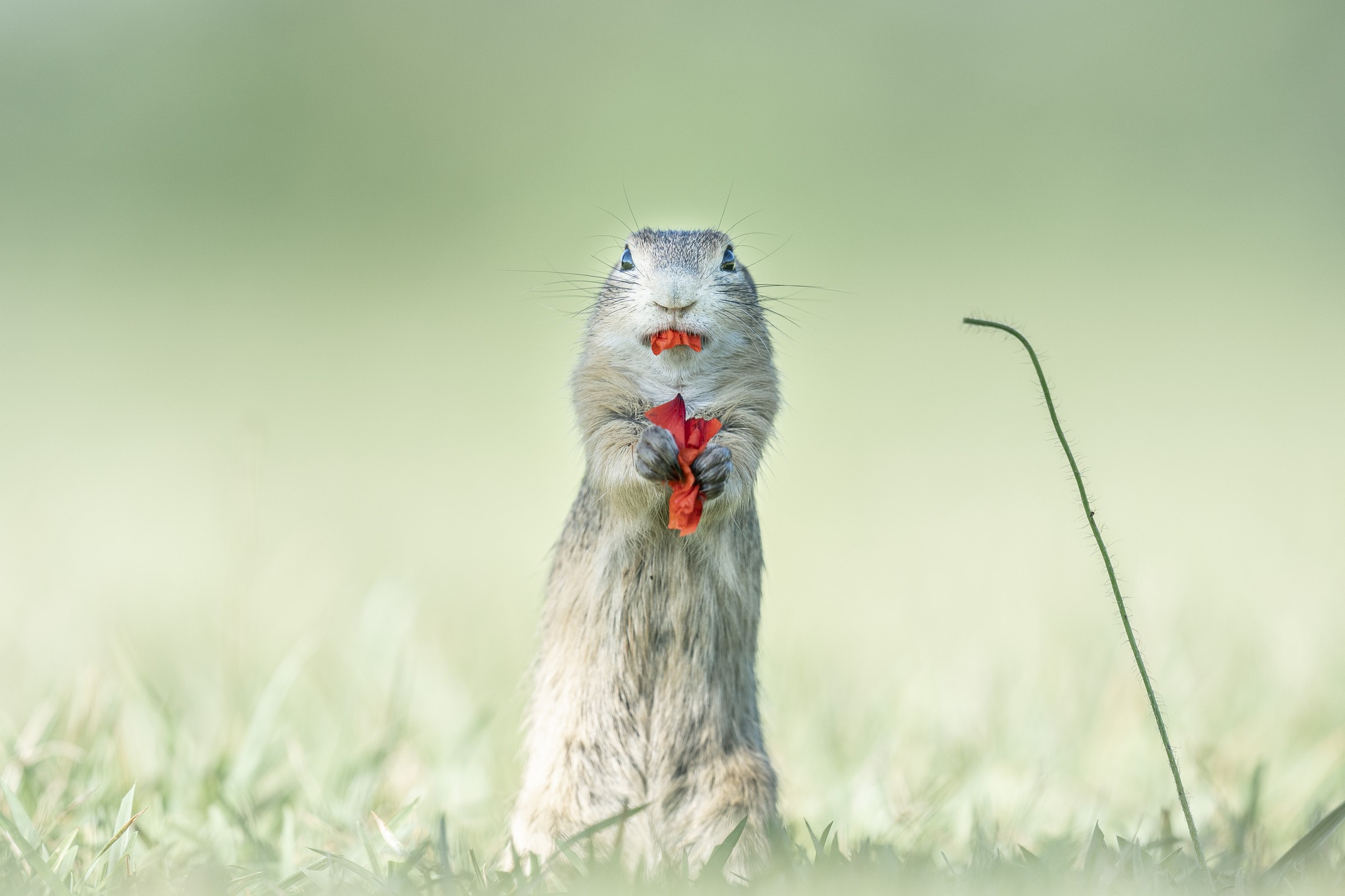 Award-winning fine-art nature photograph by Alex Pansier — Finalist Series · Comedy Wildlife Photography Awards · 2023.