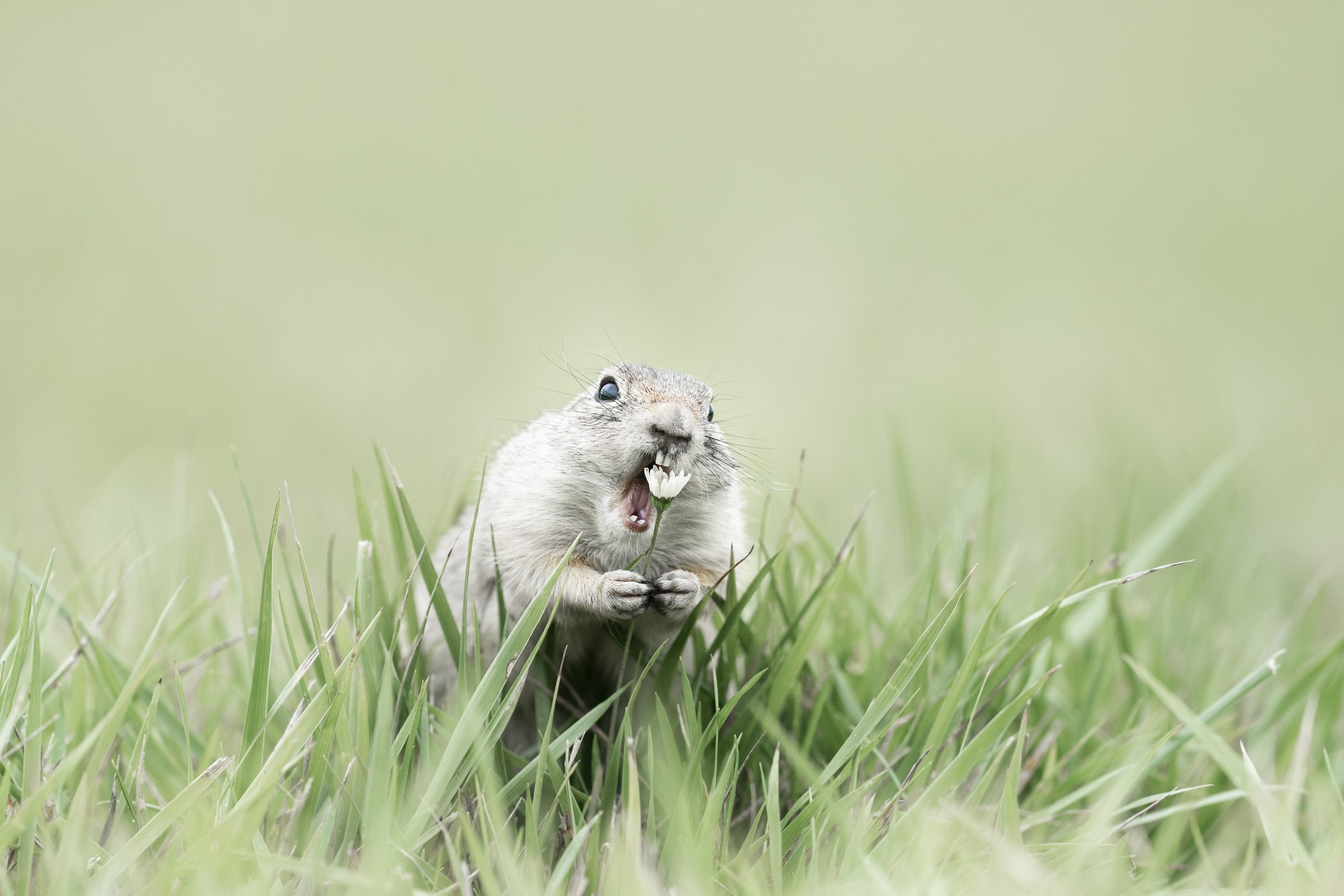Curious Little Guy — a Siberian ground squirrel photographed by Alex Pansier.