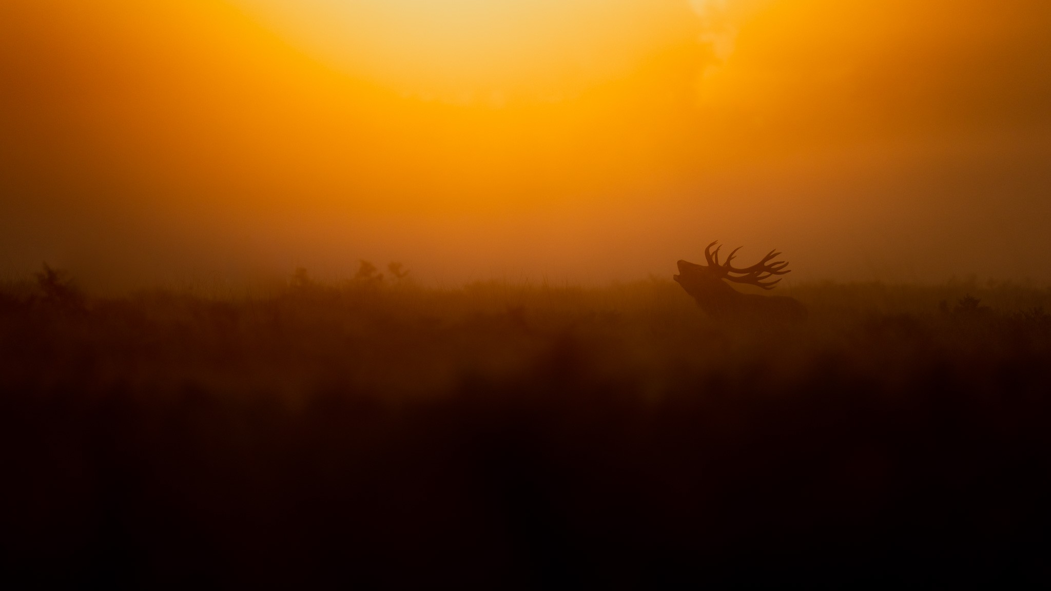 Stag at Dawn