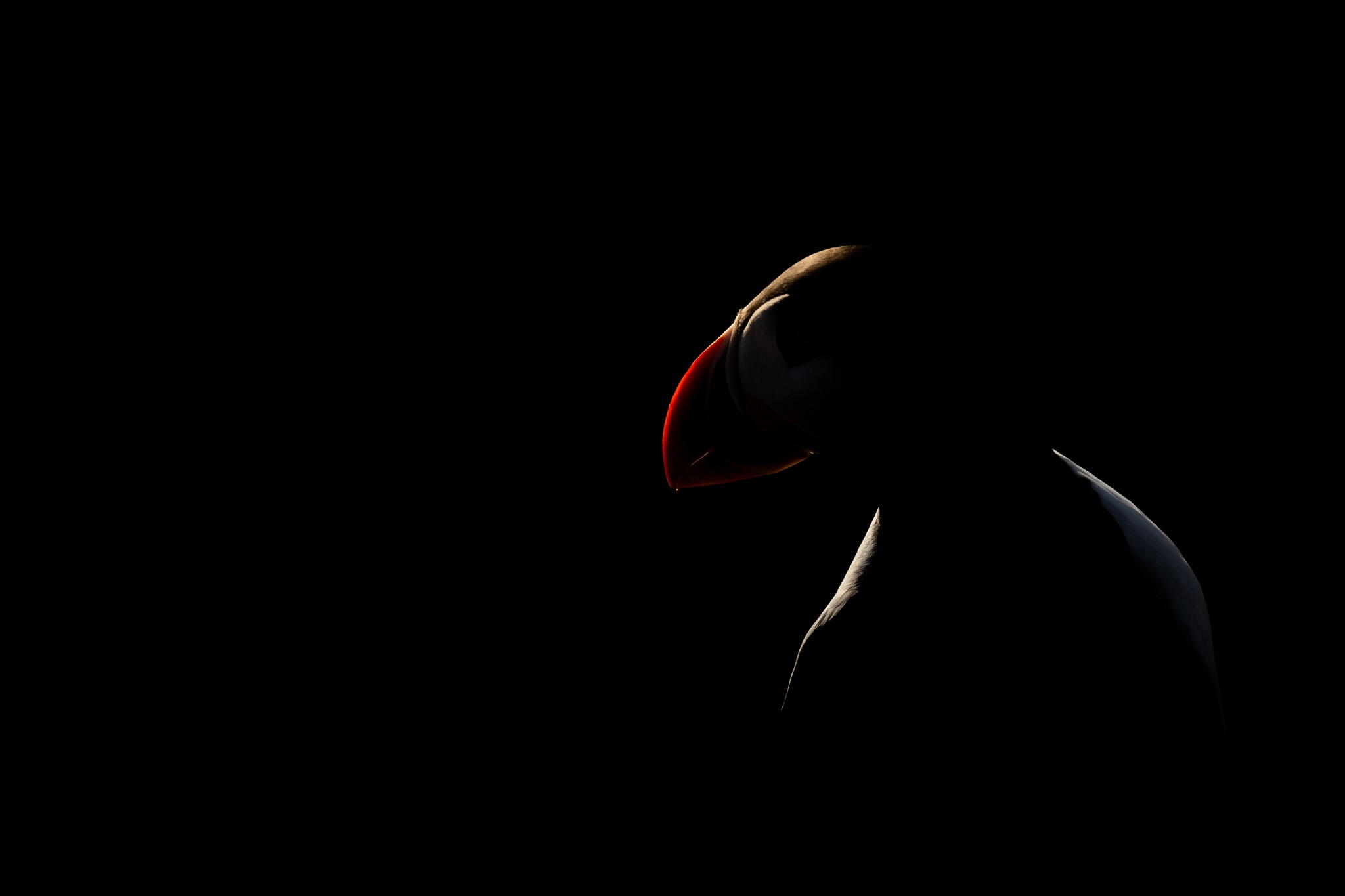 Puffin Profile. In this photograph, a puffin stands out in a low-light setting, with its colorful beak gently illuminated against a dark background. The subtle lighting brings out the bird’s unique features and creates a quiet, mysterious mood. The contrast between the lit beak and the shadows adds a touch of elegance to the scene.