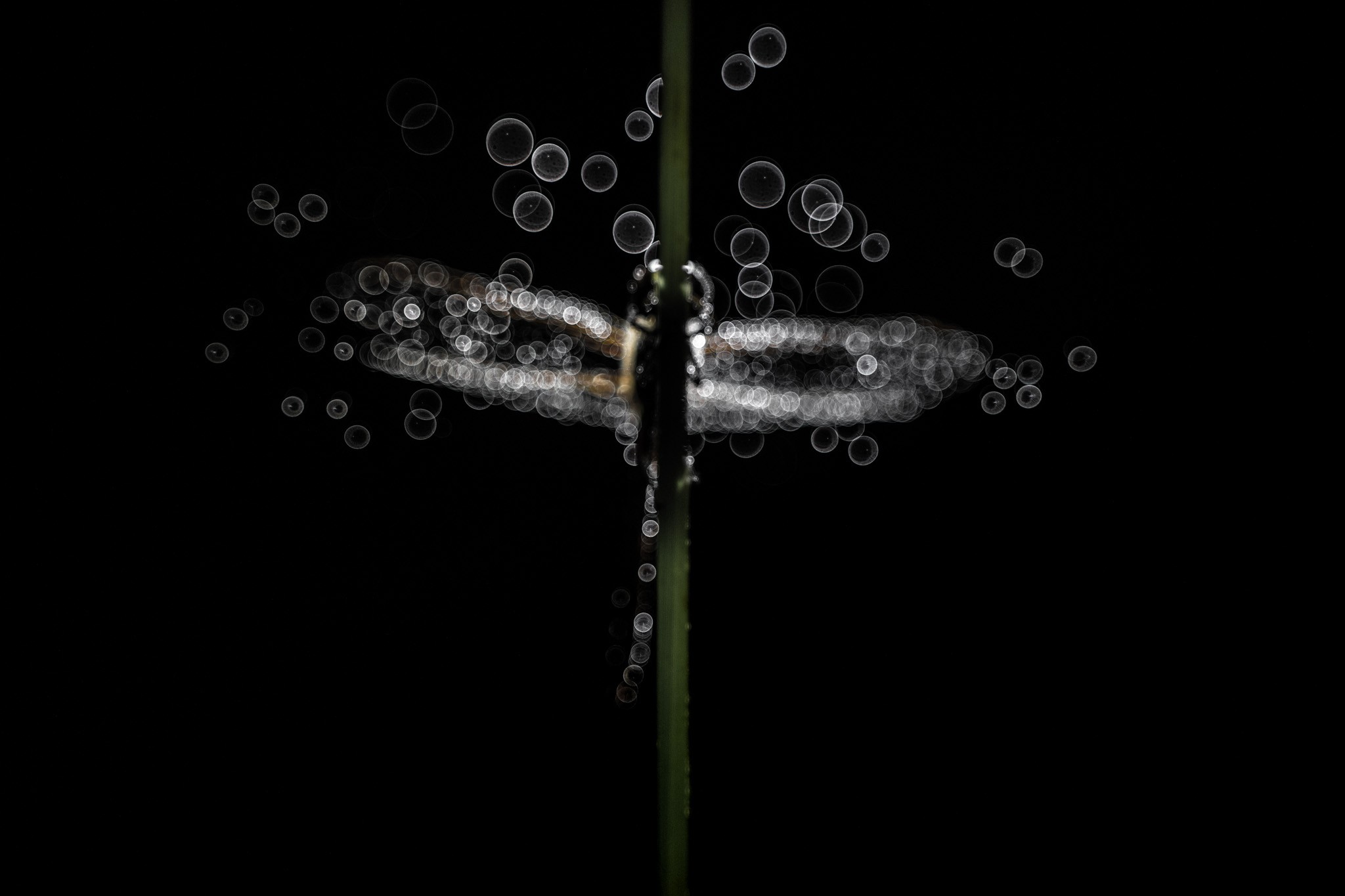 Droplet Dance. A damselfly flutters its wings, sending droplets flying like magical bubbles in the air. A dance of water and wings.