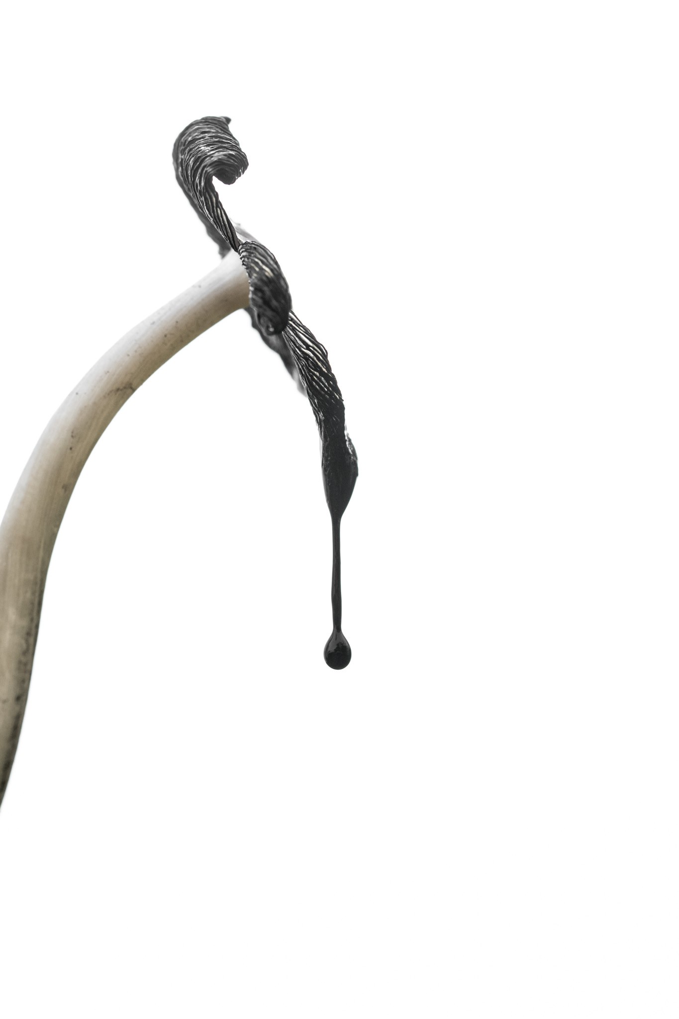 Ink-Art. The image shows a drop of black liquid dripping from an inky cap mushroom (Coprinus comatus). The mushroom’s curved cap and the viscous, dark liquid create a striking visual contrast against the plain white background. The simplicity of the composition emphasizes the natural elegance and mystery of the mushroom.
