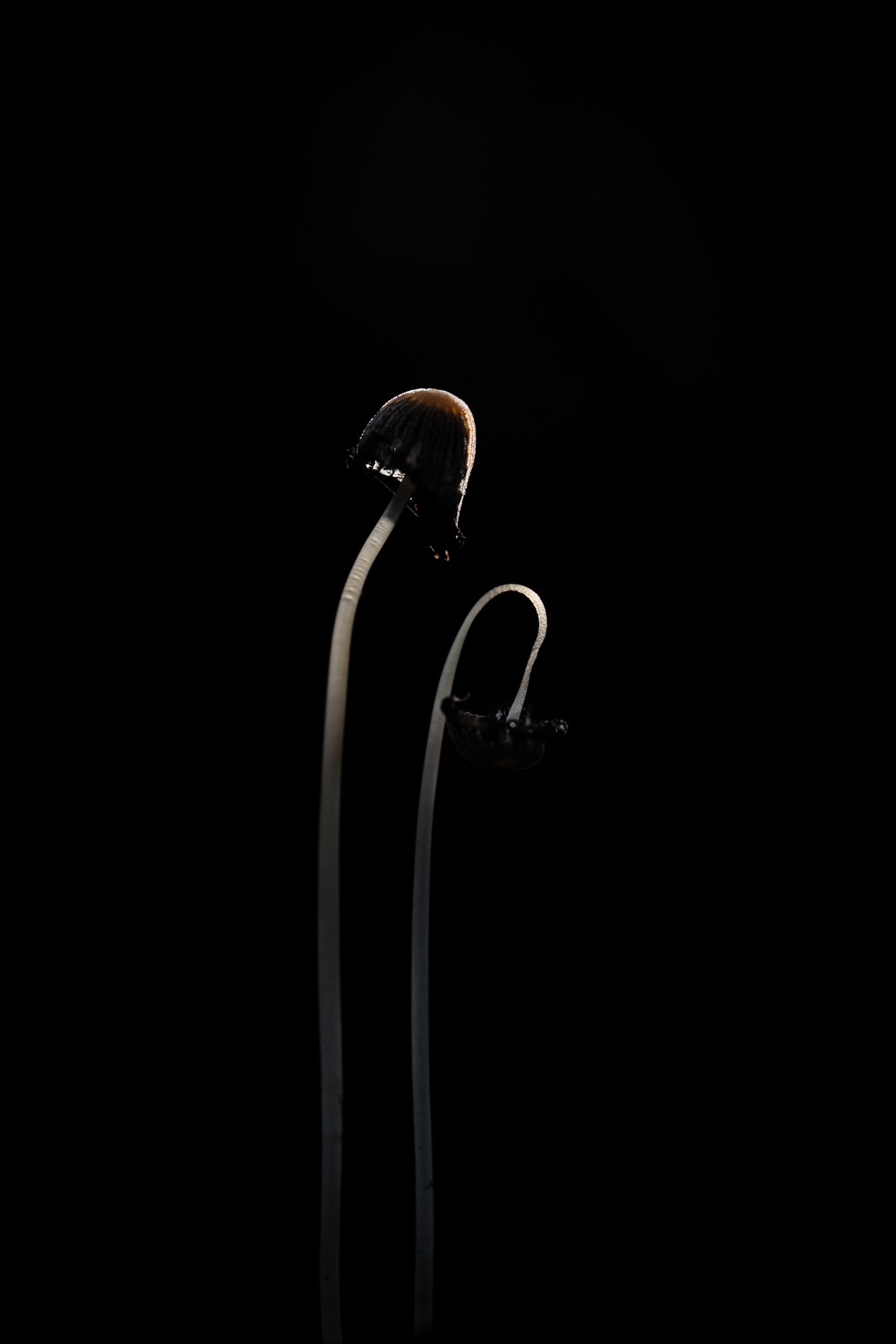 Award-winning fine-art nature photograph by Alex Pansier — Portfolio Honorable Mention · Groene Camera · 2024.