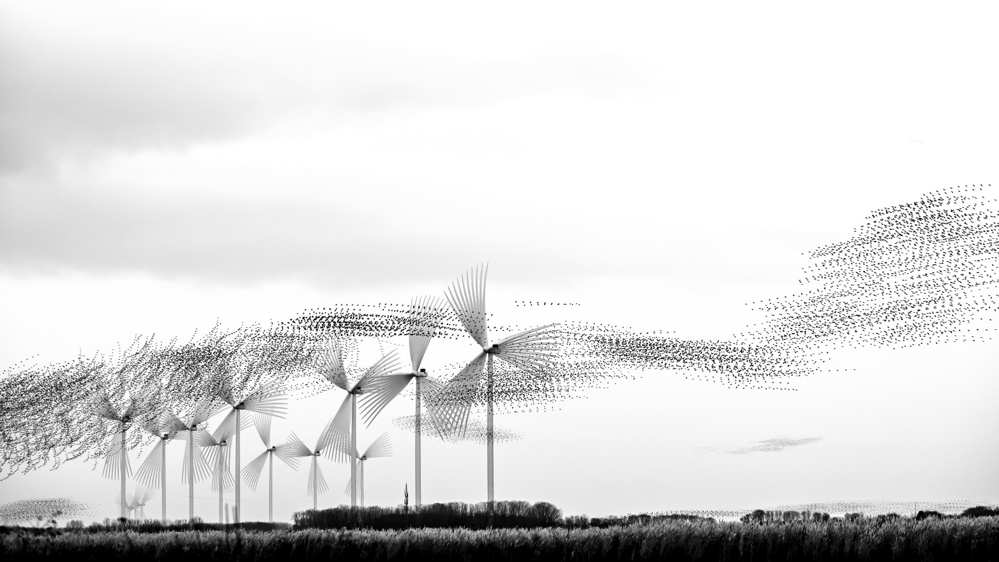 Bird Eating Flowers — sparrows flying among multiple-exposure wind turbines in Herwijnen, The Netherlands, photographed by Alex Pansier.
