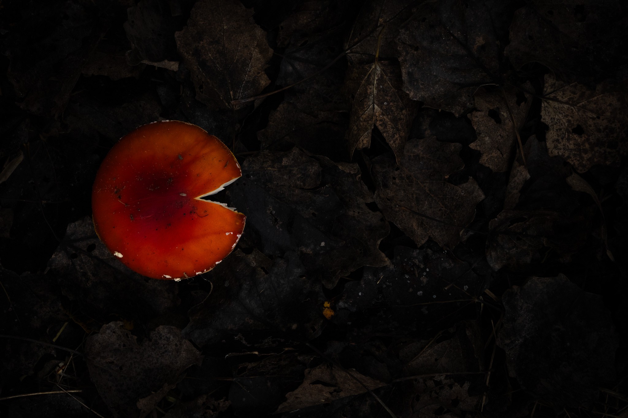 Pac-Man — a mushroom viewed from above in the autumn woods of Den Bosch, photographed by Alex Pansier.