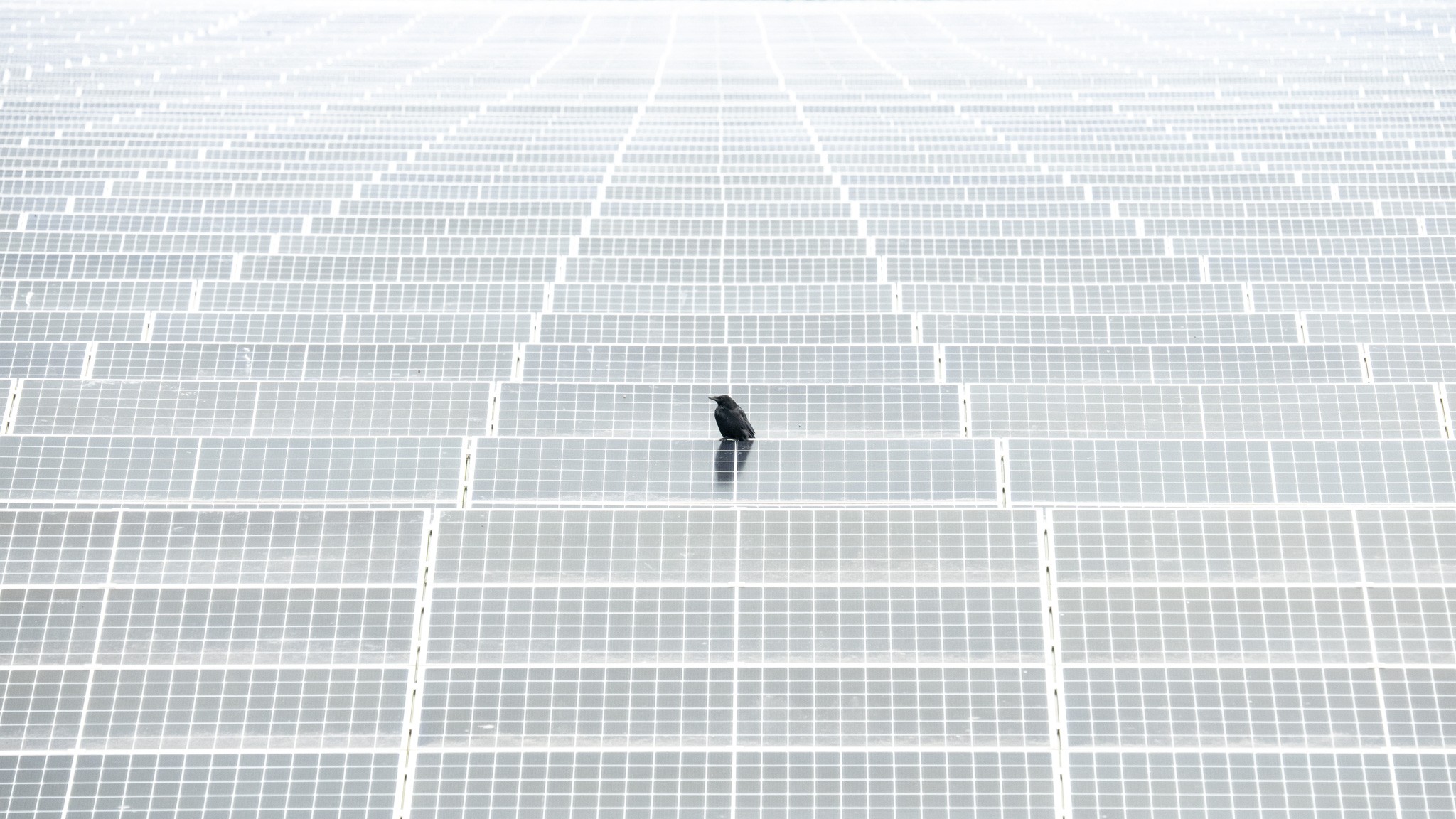 Feathered on Panels. A lone bird rests on a vast field of solar panels along the highway in the Netherlands,a striking symbol of the tension between green energy and nature. As we transition to sustainable power, the infrastructure often claims scarce space that could have been left for wildlife. This spontaneous moment captures that paradox: progress requires space, but at what cost to nature? No bait was used,just a fleeting encounter between a bird and a man-made future.