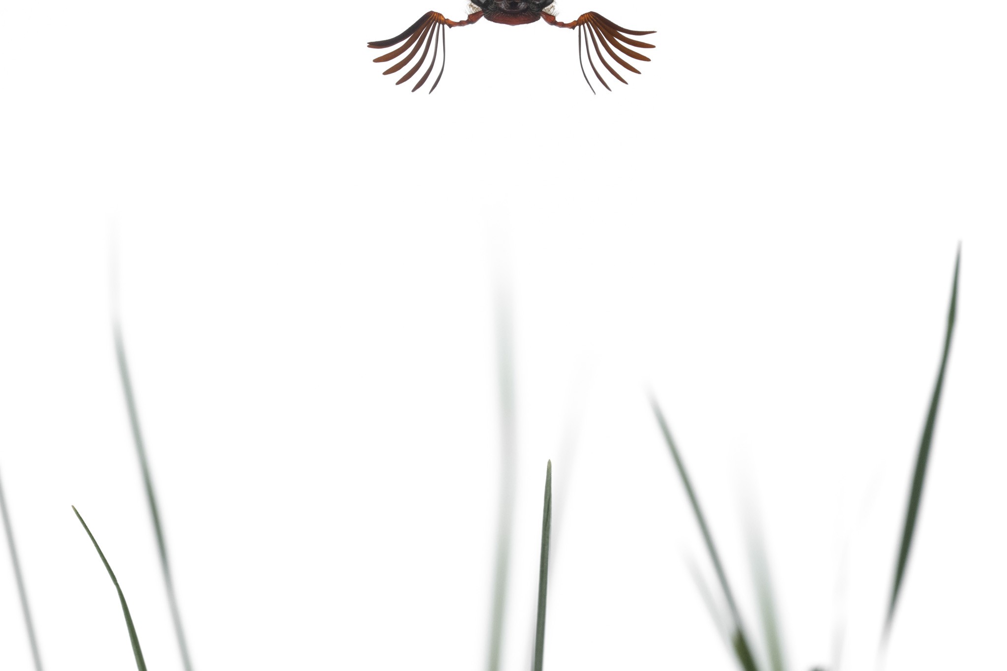 Cockchafer Curiosity. Against a bright, high-key sky, a male Cockchafer (Melolontha melolontha) displays its magnificent, fan-like antennae. Captured in May 2024 in the Amsterdamse Waterleidingduinen, The Netherlands, this image is a play on perspective. I found the beetle perched naturally on a branch. To create this "aerial" viewpoint without disturbing the insect, I held grass blades upside-down above it and then rotated the final image 180 degrees. This creative composition highlights the insect’s impressive sensory organs, where the seven "leaves" of the antennae are fanned out to detect female pheromones. The result is a clean, minimalist aesthetic that isolates the subject in the wild.