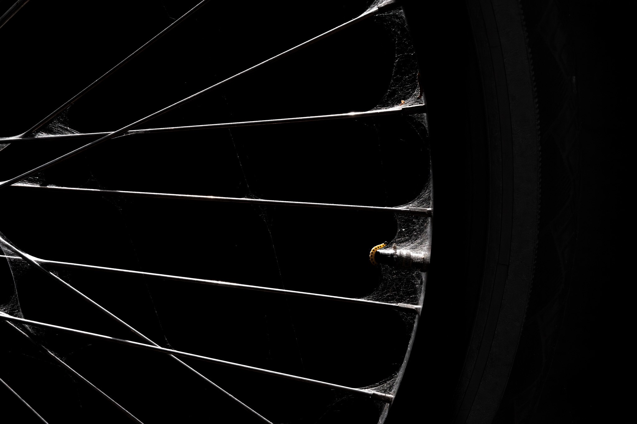 Webbed Wheel — a bicycle wheel covered in spiderwebs, photographed by Alex Pansier.