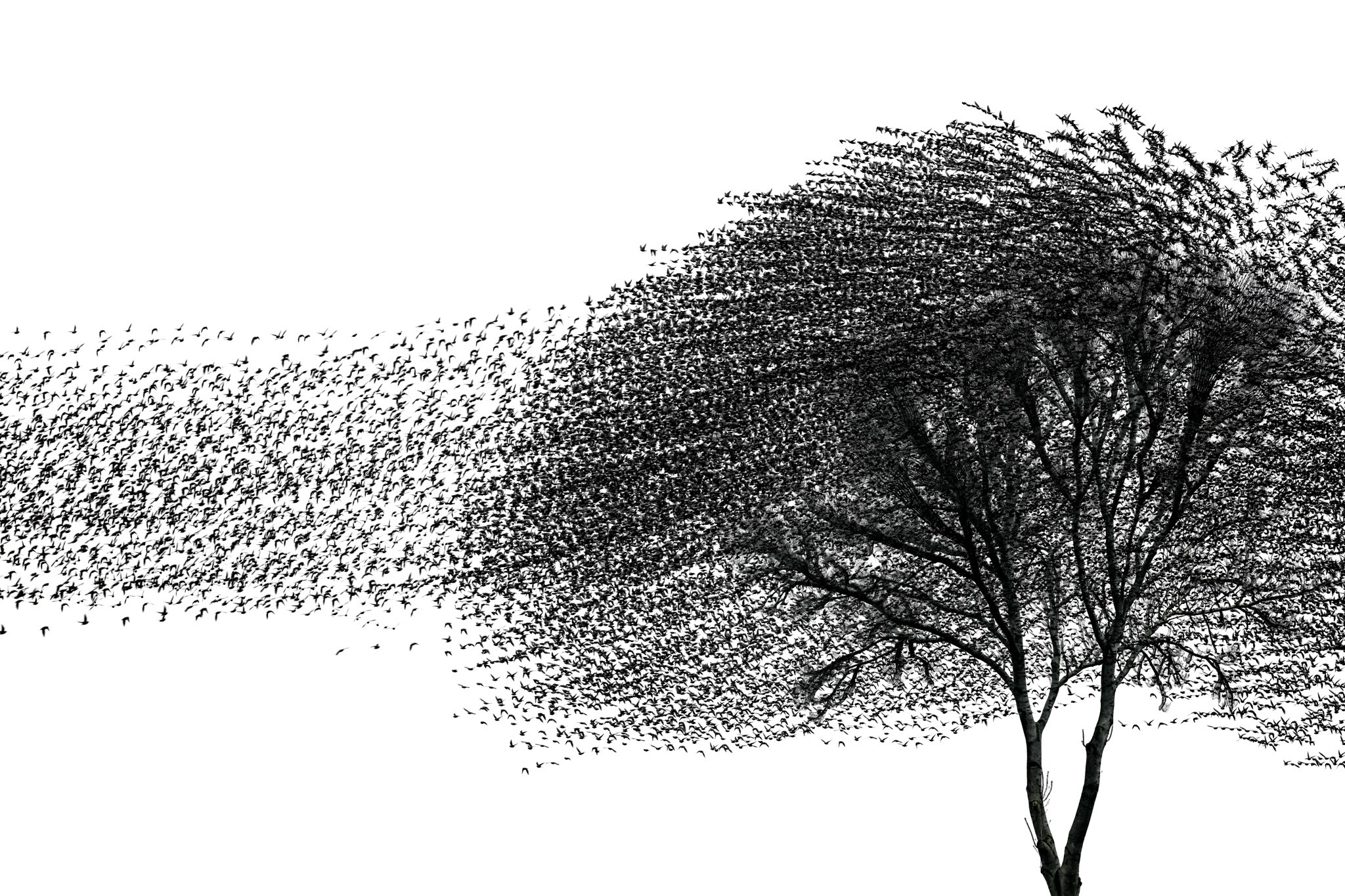 Come and Go. Like black ink flowing across a white canvas, a massive flock of European Starlings (Sturnus vulgaris) sweeps towards a roosting tree in Herwijnen, The Netherlands. Captured in January 2024, I used an in-camera multiple exposure technique to create this effect. By layering multiple moments of the flight into one image, the photo emphasizes the fluid, synchronized pattern of the birds as they move together. The dark shape of the tree and the solitary lamppost act as anchors, standing still against the rushing, chaotic movement of the swarm as they gather for the night.