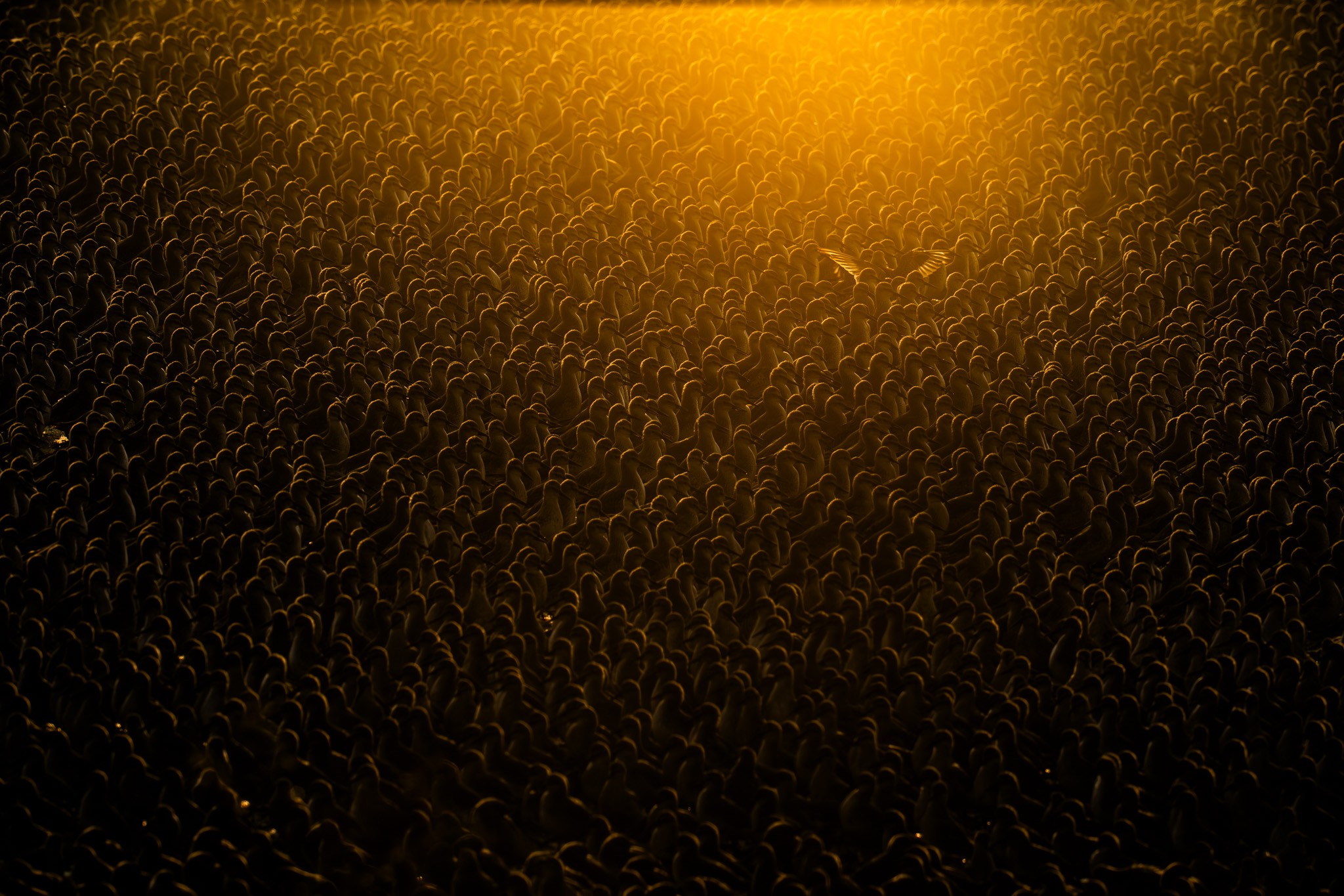 Flock of Gold. At sunrise in September 2024, tens of thousands of Red Knots (Calidris canutus) huddled together at Snettisham, Norfolk, England. This dense formation, bathed in golden light, is a survival strategy during high tide, offering protection from predators and conserving energy. One bird momentarily broke from the group, its wings catching the light in a fleeting moment of individuality. No baiting or attraction was used; this image reflects their natural behavior. Red Knots are long-distance migrants, traveling up to 15,000 km annually, relying on vital habitats like these for roosting and feeding during their journey.