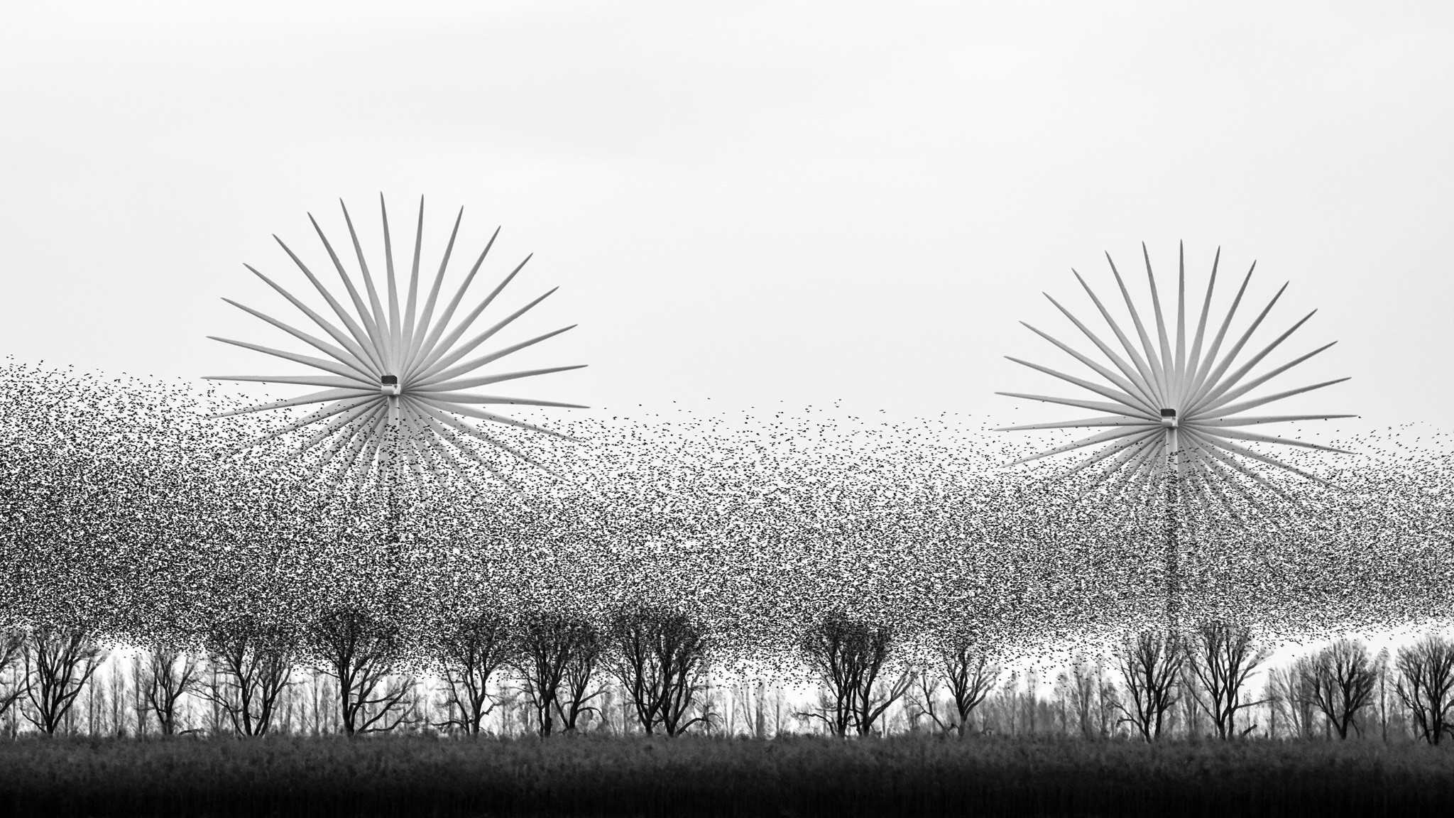 Blade Barrier — wind turbines and a murmuration of European Starlings in Deil, The Netherlands, photographed by Alex Pansier.