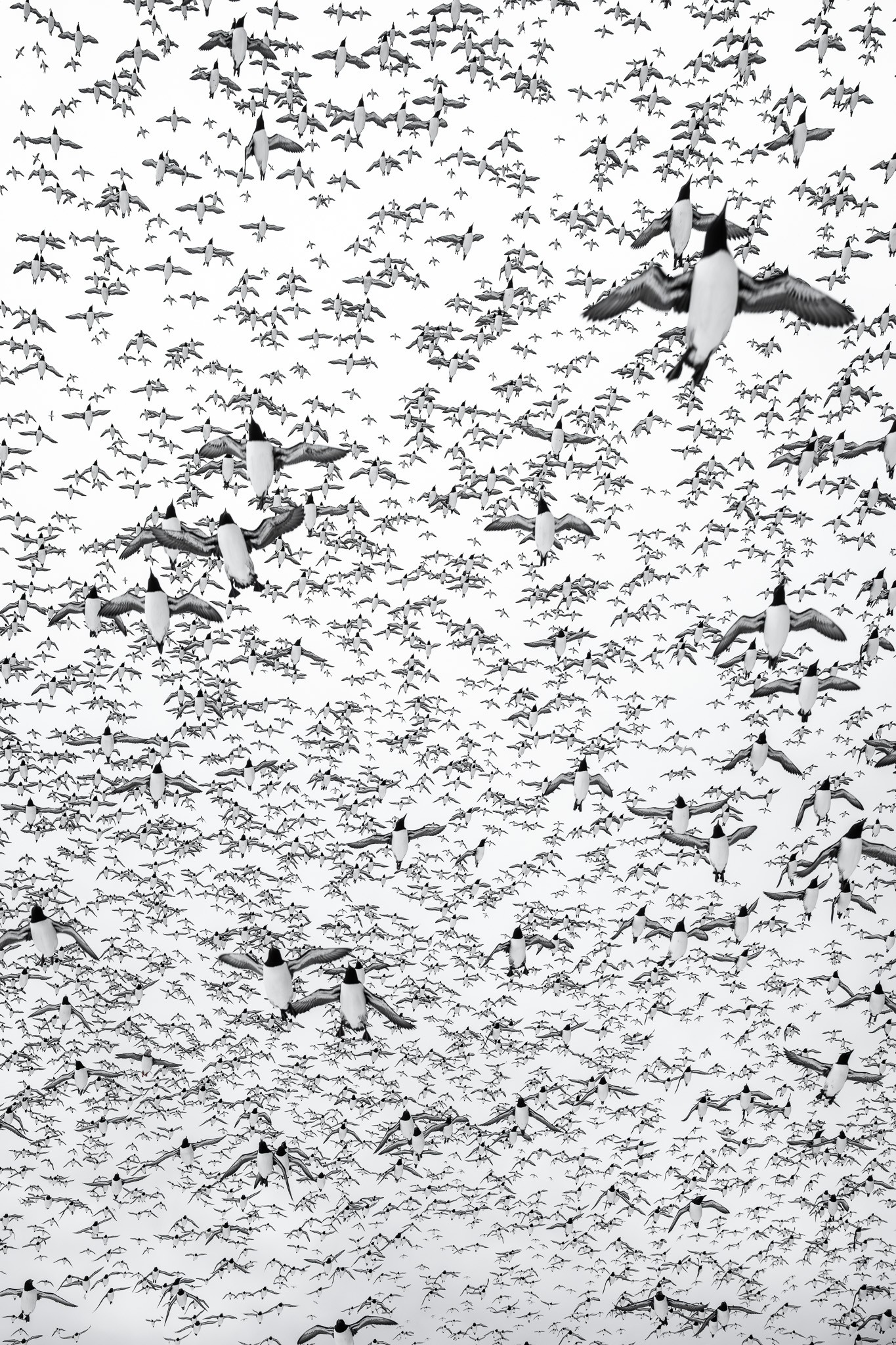 Patterns: guillemots in flight above Hornøya, photographed in black and white by Alex Pansier.