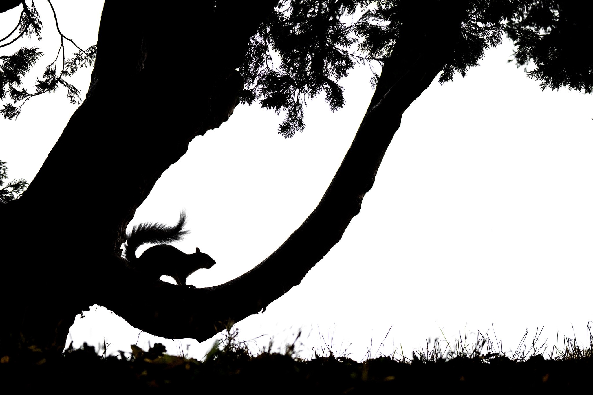 A Squirrel and a Tree in Silhouette. This photo was taken in a park near London. The oak tree that stood there was very popular with the many gray squirrels. Occasionally they walked on this tree, which allowed me to make this beautiful silhouette against the sky. No bait was used, only patience and natural light.