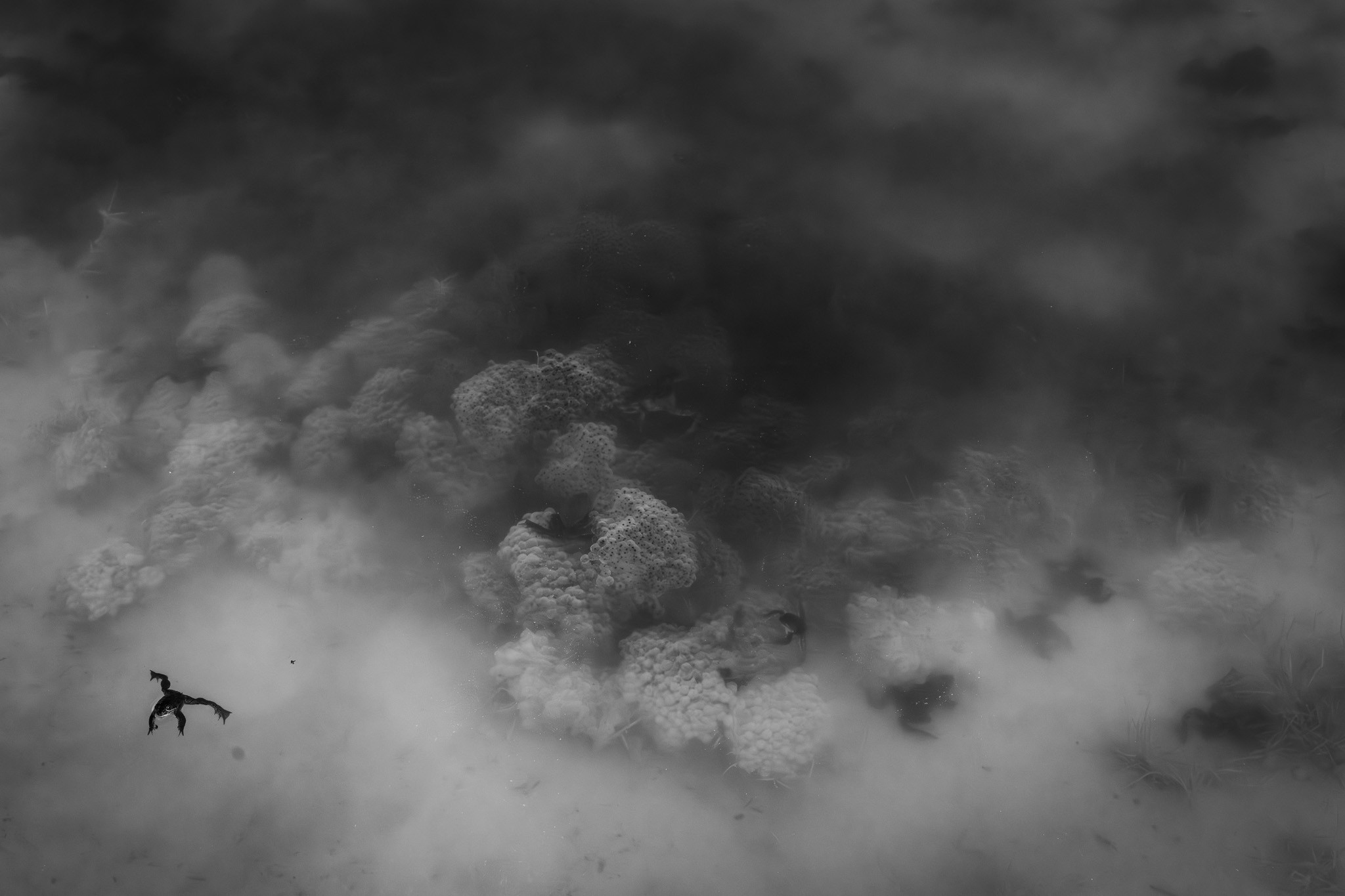 Puddled Paddler. A frog obscured by the swirling mists of water, creating a ghostly silhouette in a cloud of bubbles.
