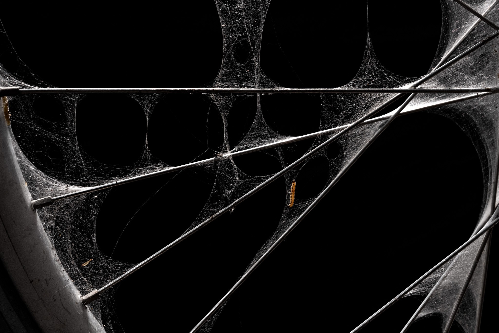 Webbed Wheel. In the dark, a bicycle wheel sits covered in layers of spiderwebs, its metallic spokes turned into delicate structures. A small yellow caterpillar moves across the threads, introducing a surprising hint of life. The contrast between the man-made object and the web of insects reveals how long the wheel has been untouched.