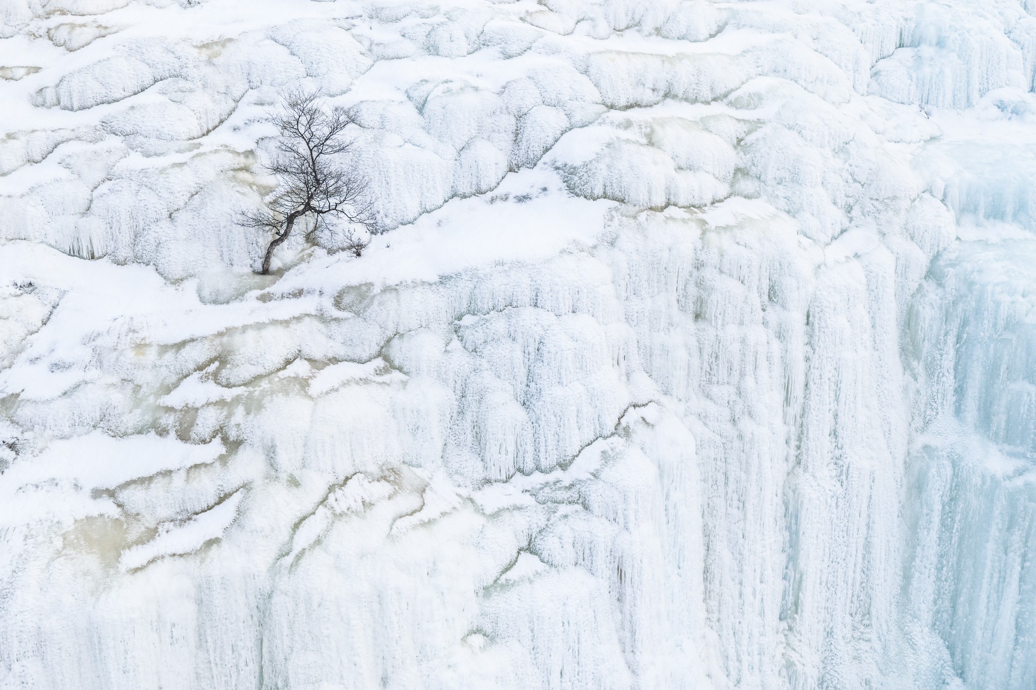 Frozen Falls: a lone tree beside a frozen waterfall, photographed by Alex Pansier.