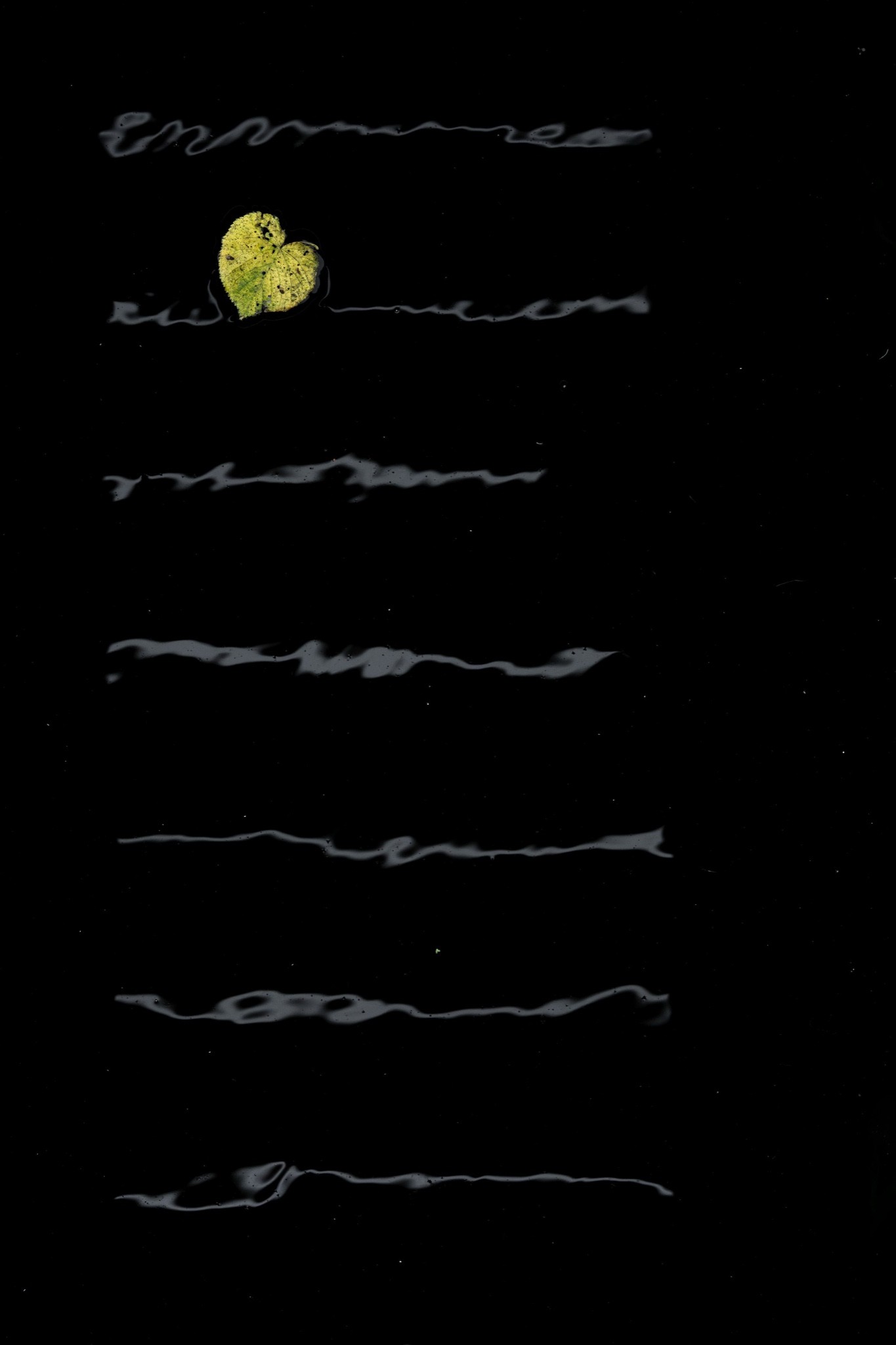 Love Poem: a heart-shaped yellow leaf floating between pale reflections on dark water, photographed by Alex Pansier.