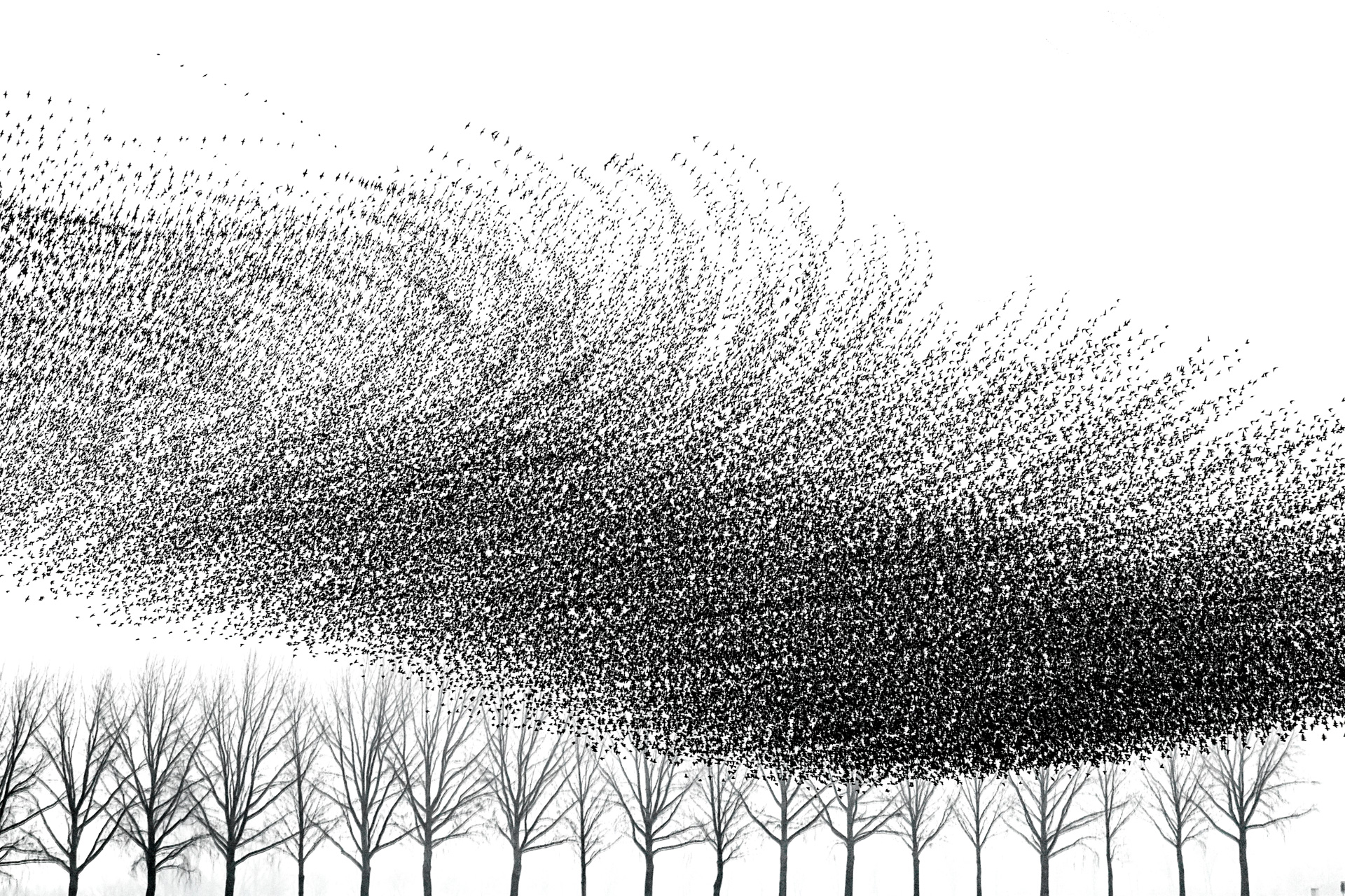 Movement Revealed. Met meervoudige belichting wordt de beweging van grote zwermen spreeuwen zichtbaar. Molens, bomen en daken blijven stil terwijl de zwerm zich in vloeiende patronen boven het landschap beweegt.