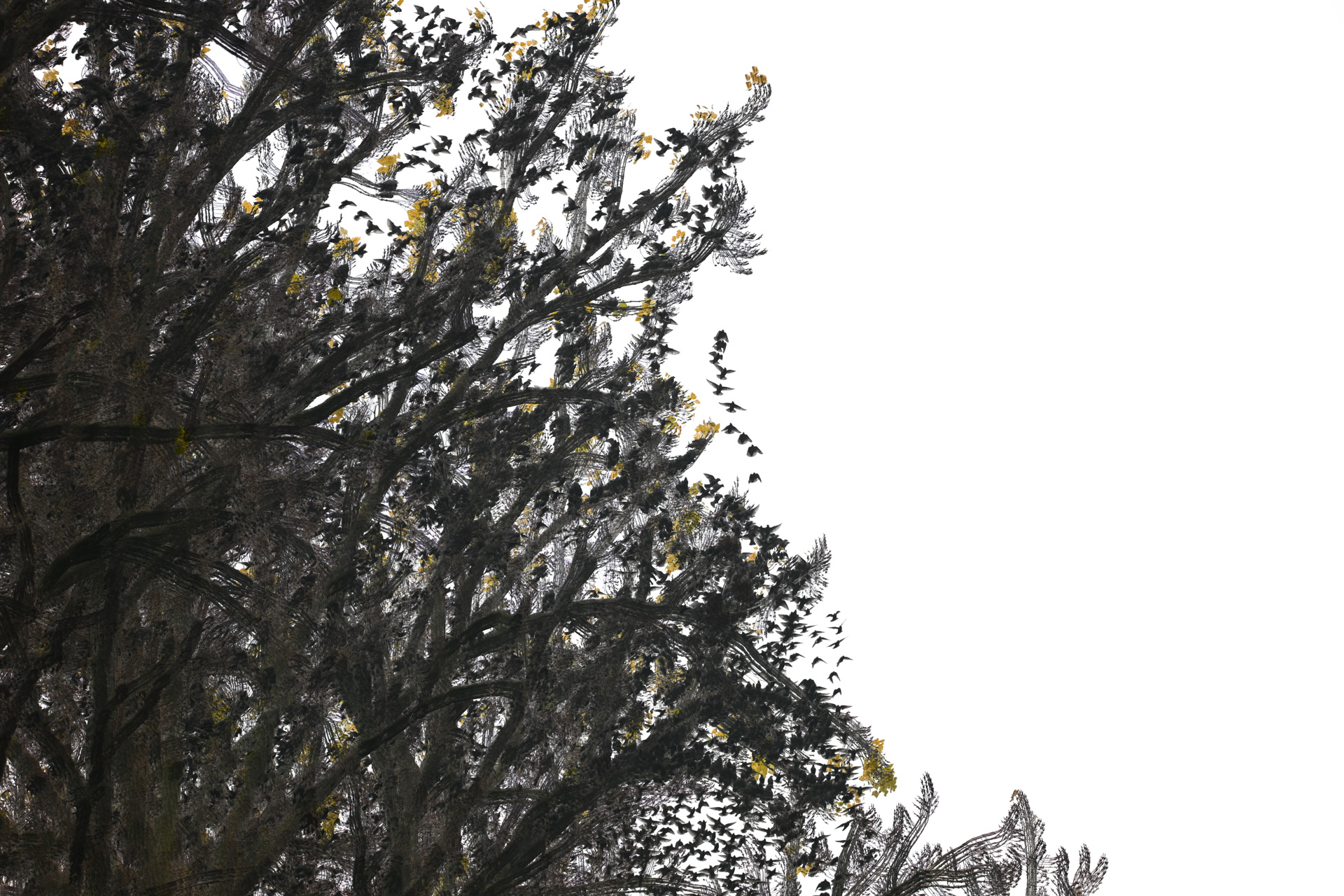 Movement Revealed. Met meervoudige belichting wordt de beweging van grote zwermen spreeuwen zichtbaar. Molens, bomen en daken blijven stil terwijl de zwerm zich in vloeiende patronen boven het landschap beweegt.
