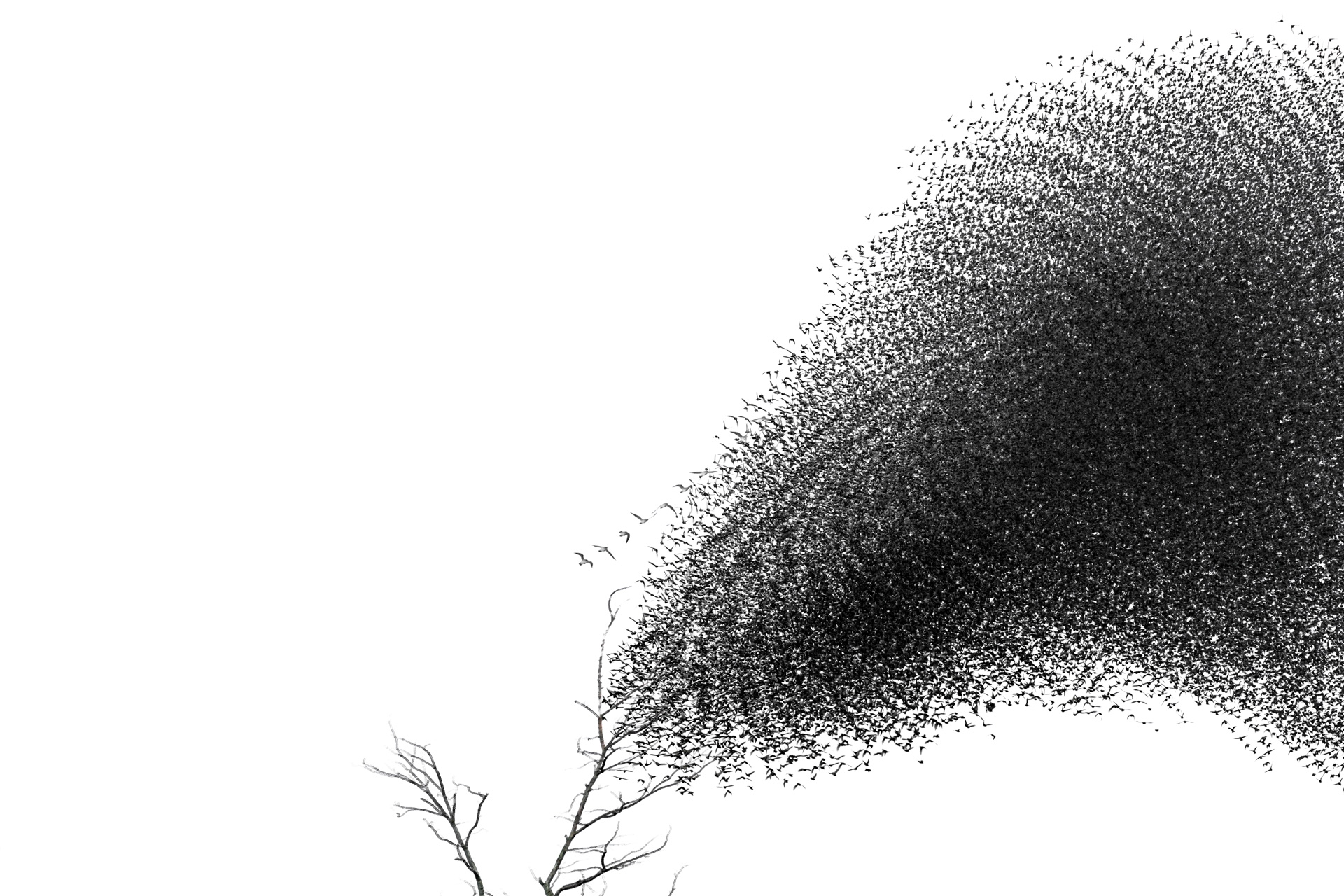 Movement Revealed. Met meervoudige belichting wordt de beweging van grote zwermen spreeuwen zichtbaar. Molens, bomen en daken blijven stil terwijl de zwerm zich in vloeiende patronen boven het landschap beweegt.