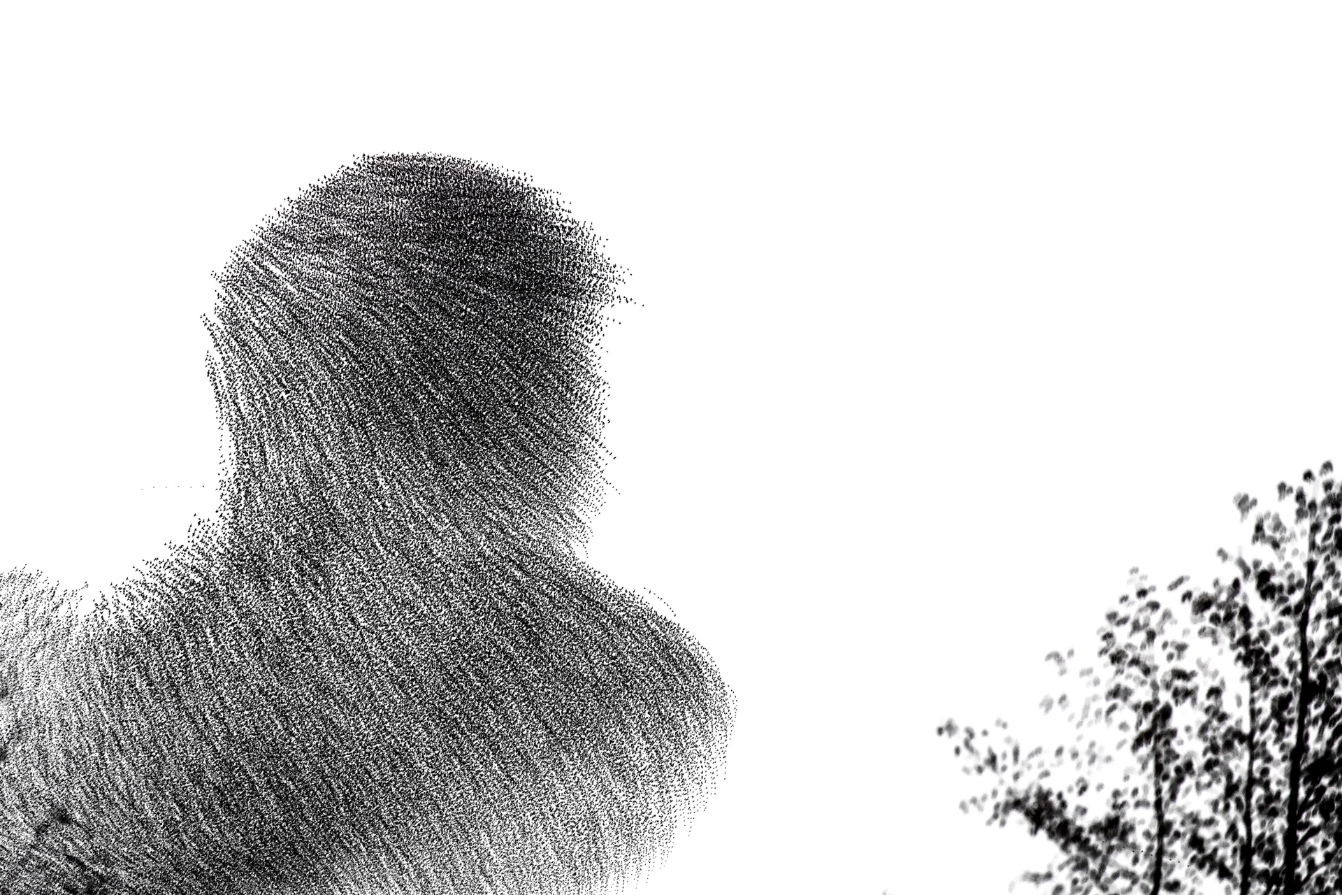 Movement Revealed. Met meervoudige belichting wordt de beweging van grote zwermen spreeuwen zichtbaar. Molens, bomen en daken blijven stil terwijl de zwerm zich in vloeiende patronen boven het landschap beweegt.