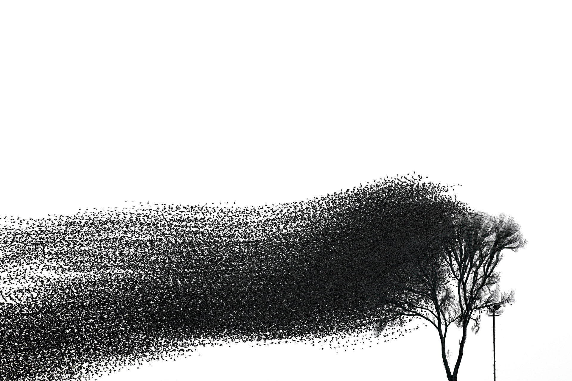 Movement Revealed. Met meervoudige belichting wordt de beweging van grote zwermen spreeuwen zichtbaar. Molens, bomen en daken blijven stil terwijl de zwerm zich in vloeiende patronen boven het landschap beweegt.