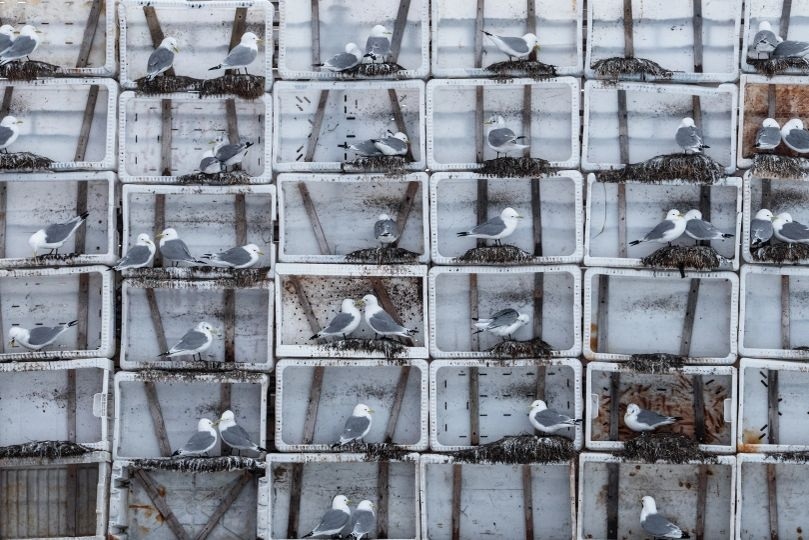Crate Colony. Finalist · Solutions. Black-legged kittiwakes nest in a wall of stacked plastic crates. Each compartment holds a bird or pair, giving the busy colony the appearance of an apartment building.