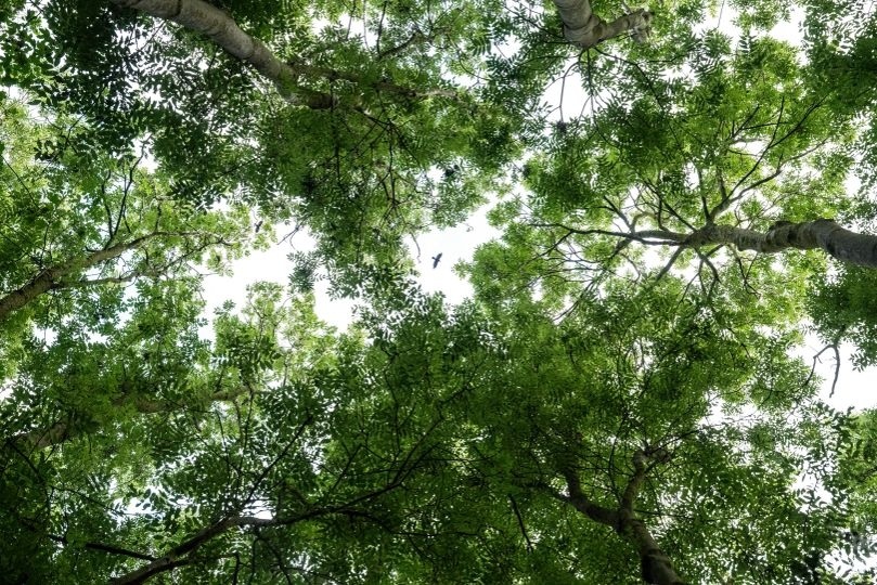 Forest Frame. Finalist · Pure Nature / Air. A rook flies across a small opening in the forest canopy in Friesland. Seen from the forest floor, the trees frame the bright sky and the bird's small silhouette.