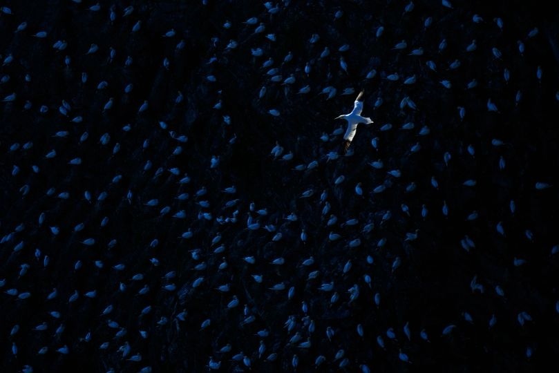 The Brightest Bird. Finalist · Pure Nature / Air. Hundreds of northern gannets cover a dark cliff in the Shetland Islands. One bird flies through a narrow beam of light, briefly standing out from the colony below.