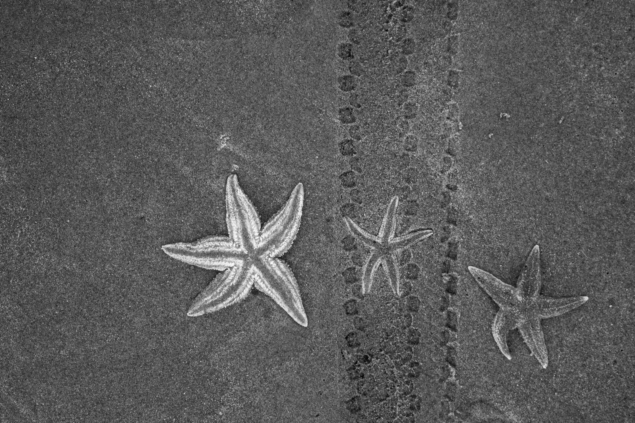 Nobody Cares. Starfish lie washed ashore beside tyre tracks on the beach at Wijk aan Zee. Photographed on 30 December 2024, the image looks at the traces people leave among stranded marine life.