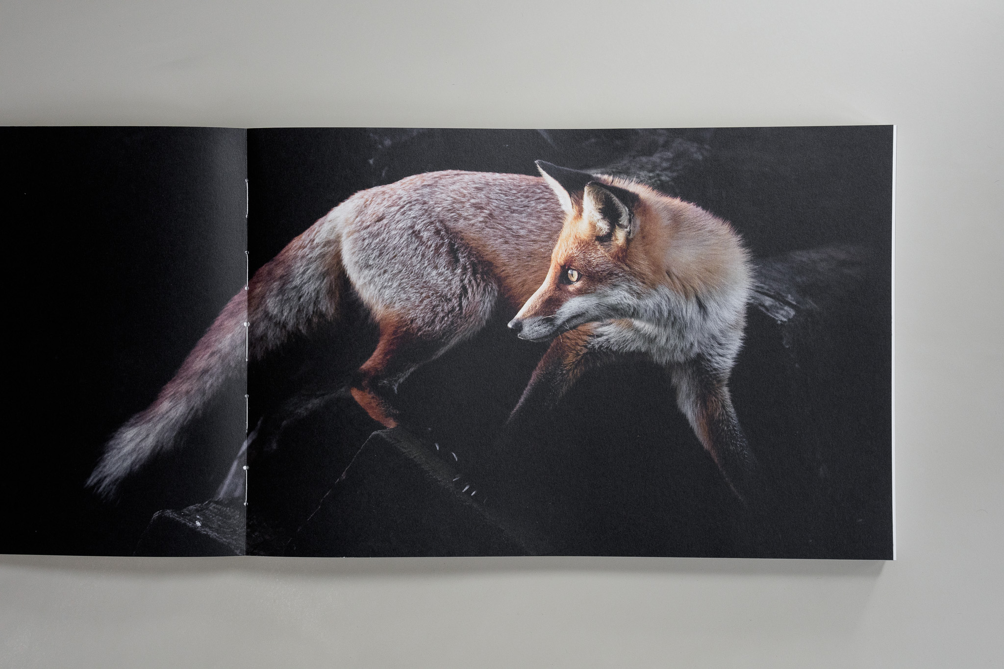 Open book showing a red fox against a deep black background.