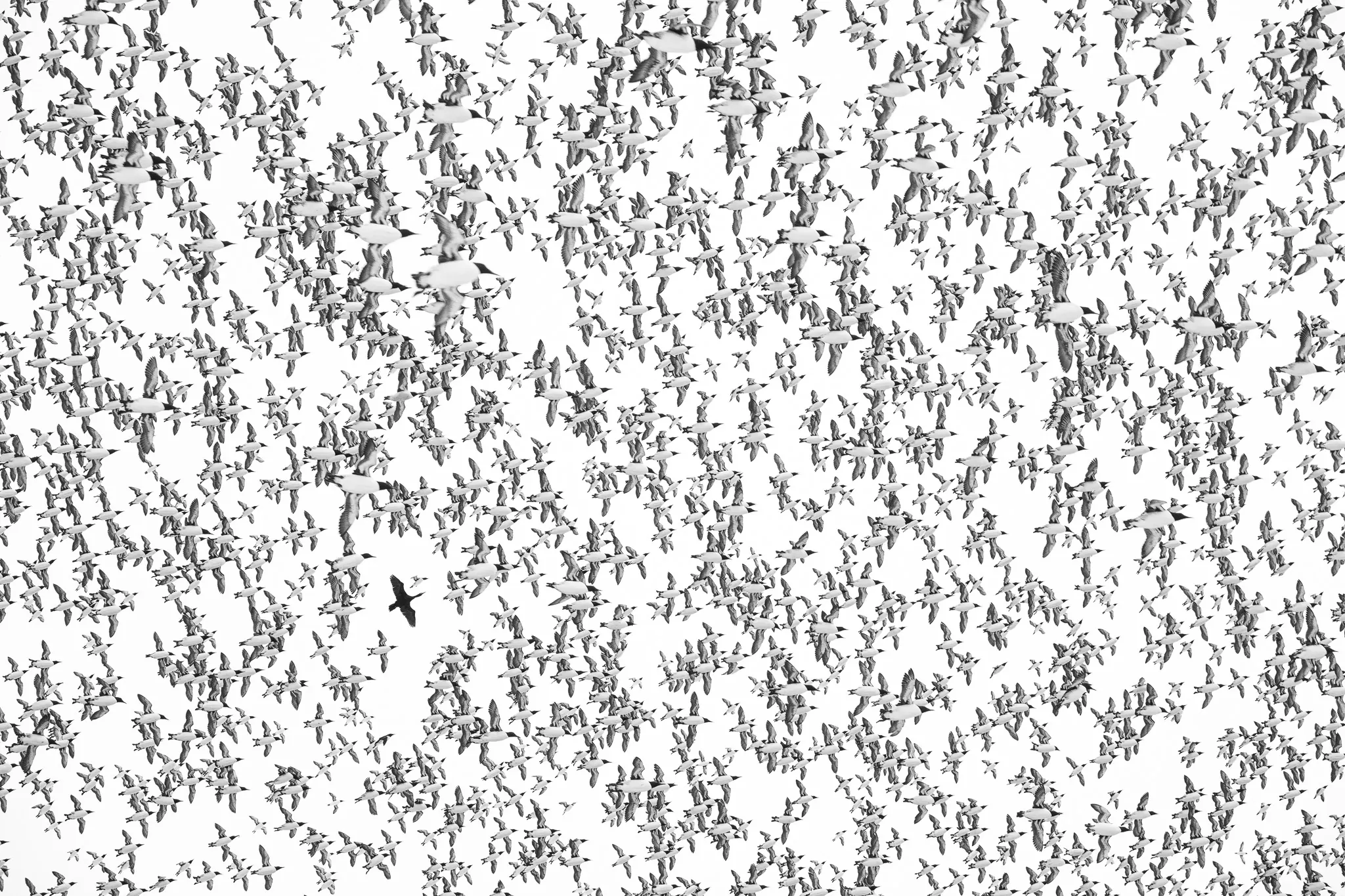 Be Different: a single dark cormorant among a dense flock of pale guillemots in flight.