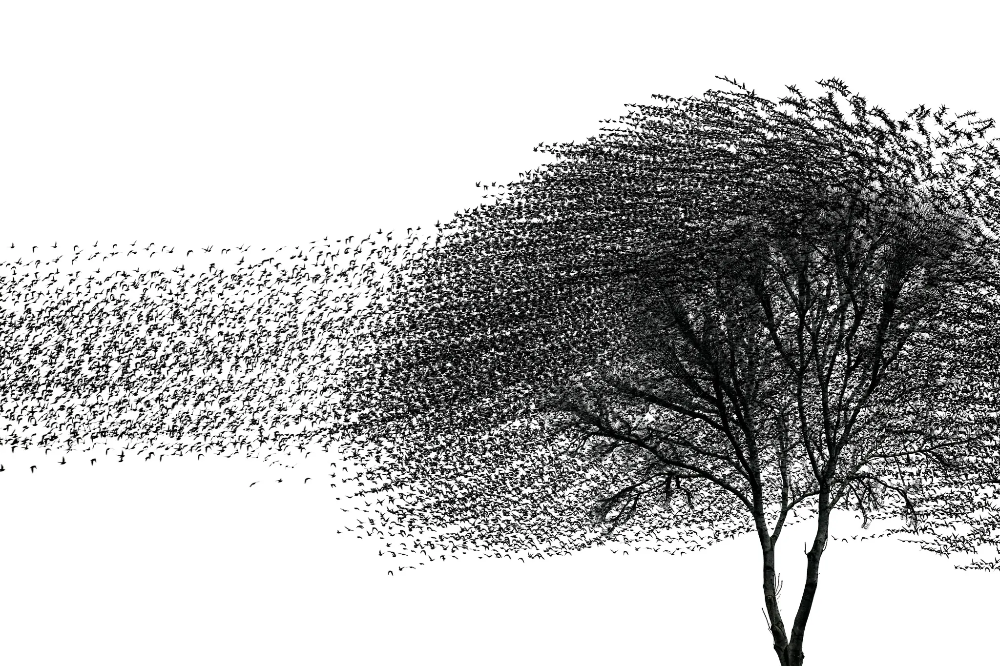 A murmuration of starlings flows around the dark crown of a bare tree against a white sky.