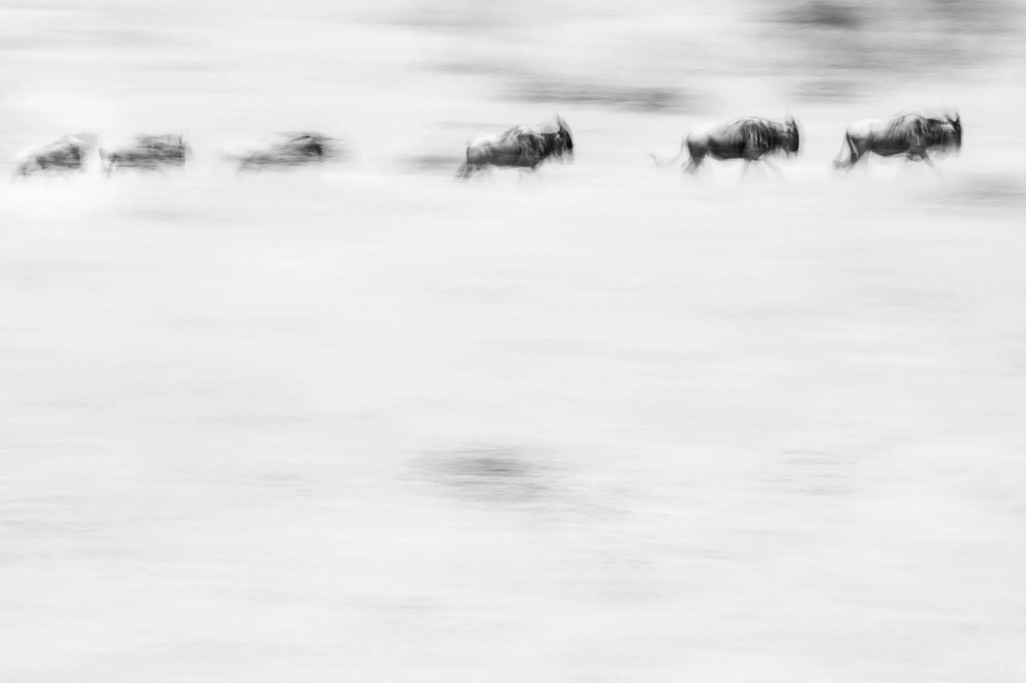 Wildebeest crossing a pale landscape, softened into a sequence of dark moving forms.