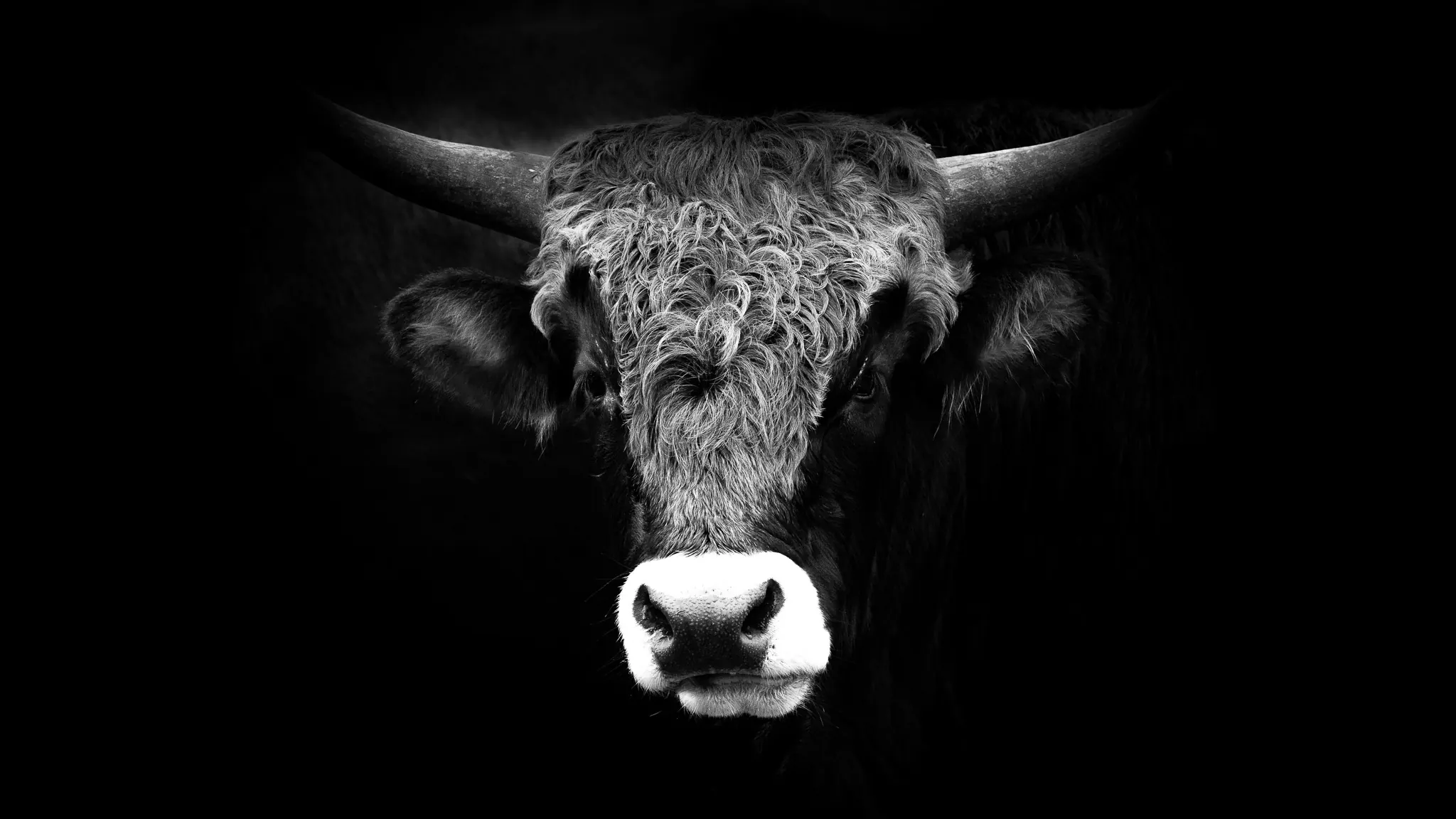 A horned cow looking straight at the camera, its pale muzzle emerging from deep shadow.