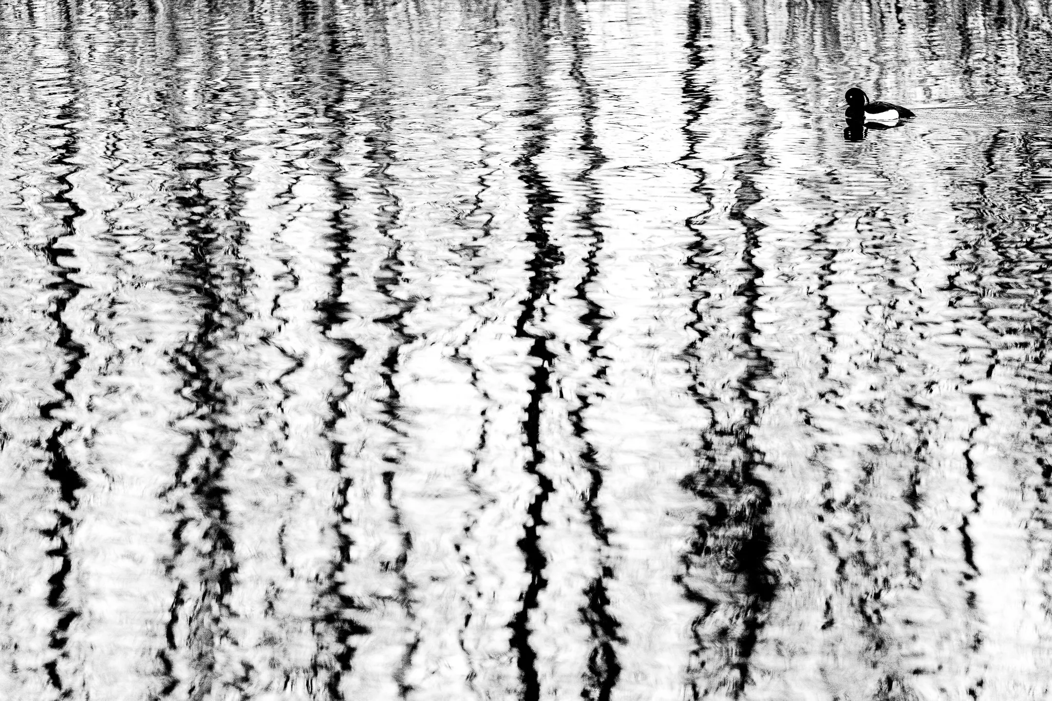 A lone duck among dark, wavering reflections on pale water.