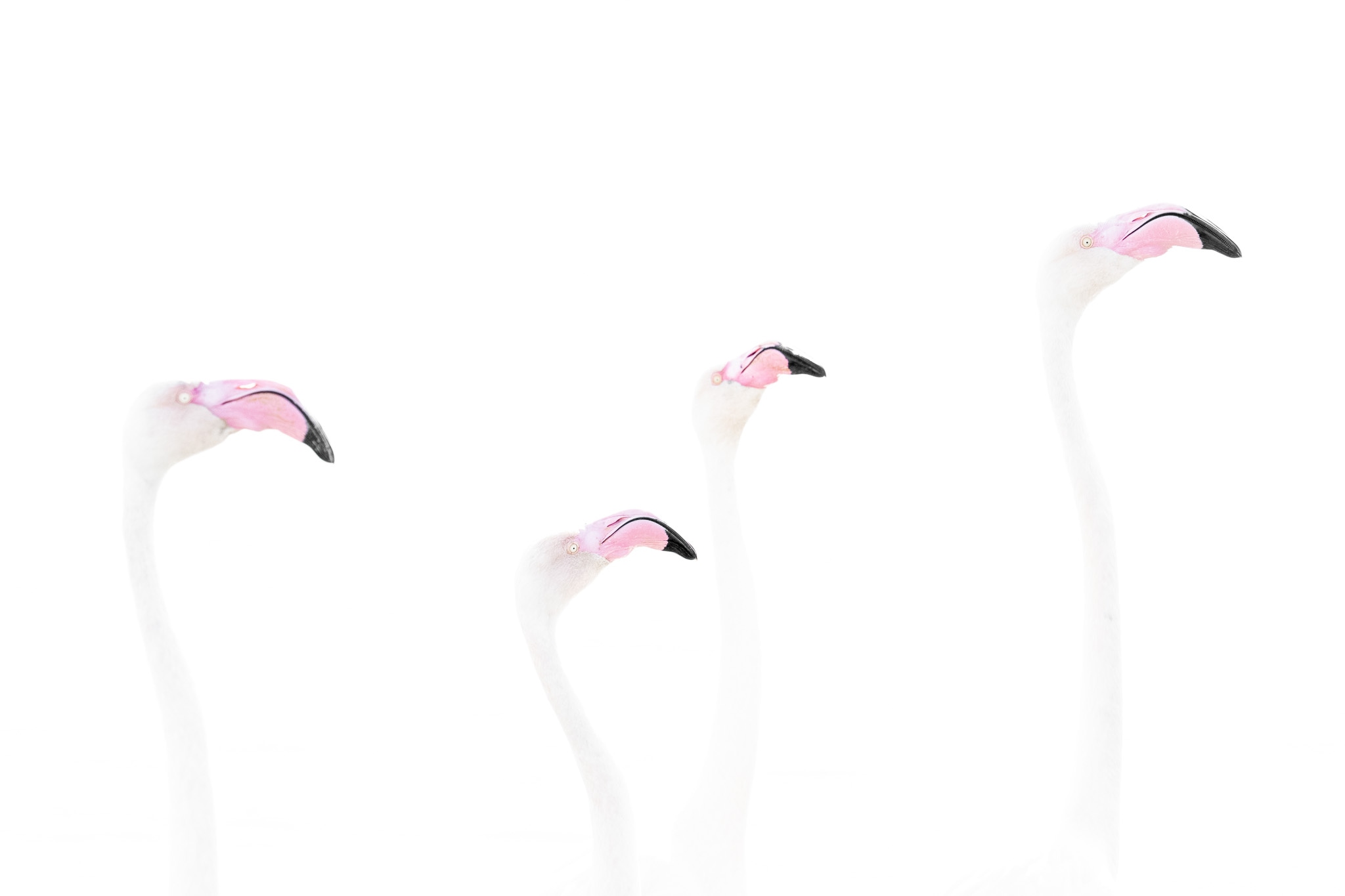 Four flamingo heads emerge from a nearly white background.