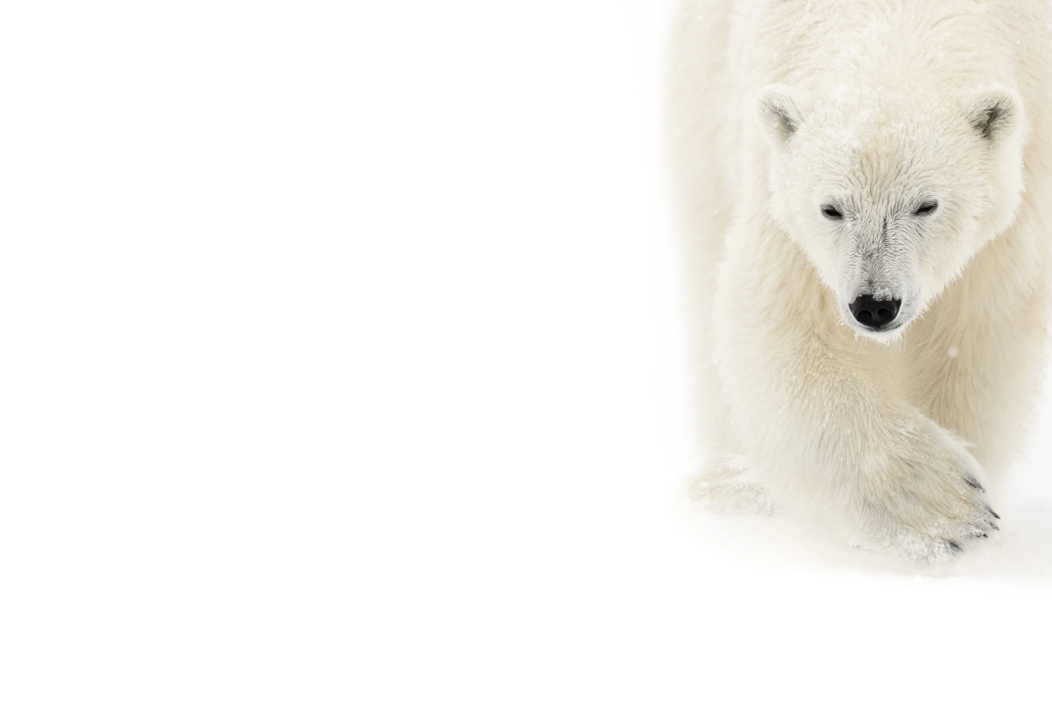 White on White: A polar bear dissolving into a white field of snow.