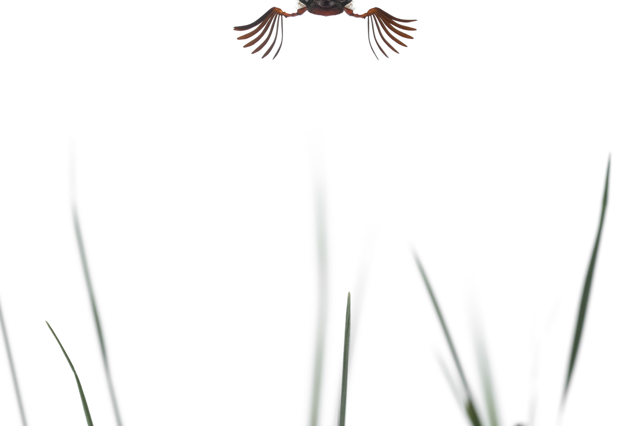 A cockchafer’s fanned antennae enter a white frame above a few fine grass blades.