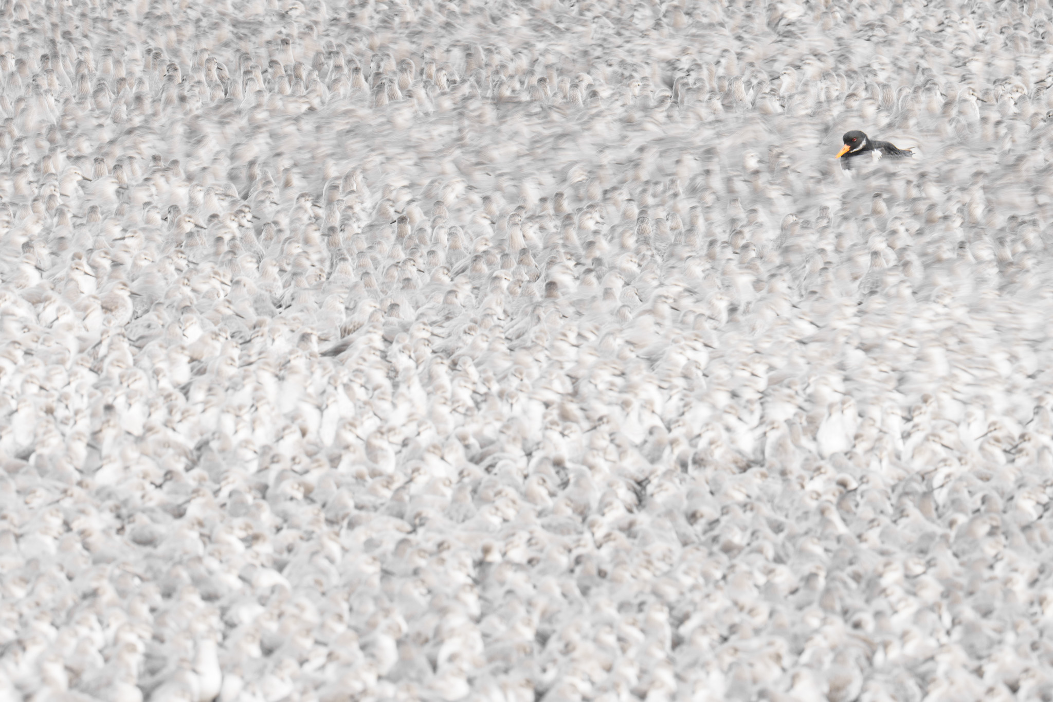 Lone Lookout. Finalist · Pure Nature / Air. A single bird with an orange beak stands still in front of a moving flock. The blurred birds behind it form a soft texture around its sharp silhouette.